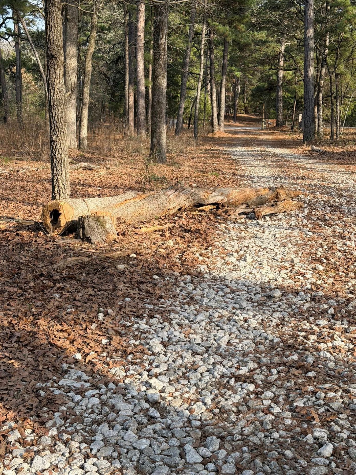 A fallen log rests on the side of a gravel forest path surrounded by trees and leaf litter.