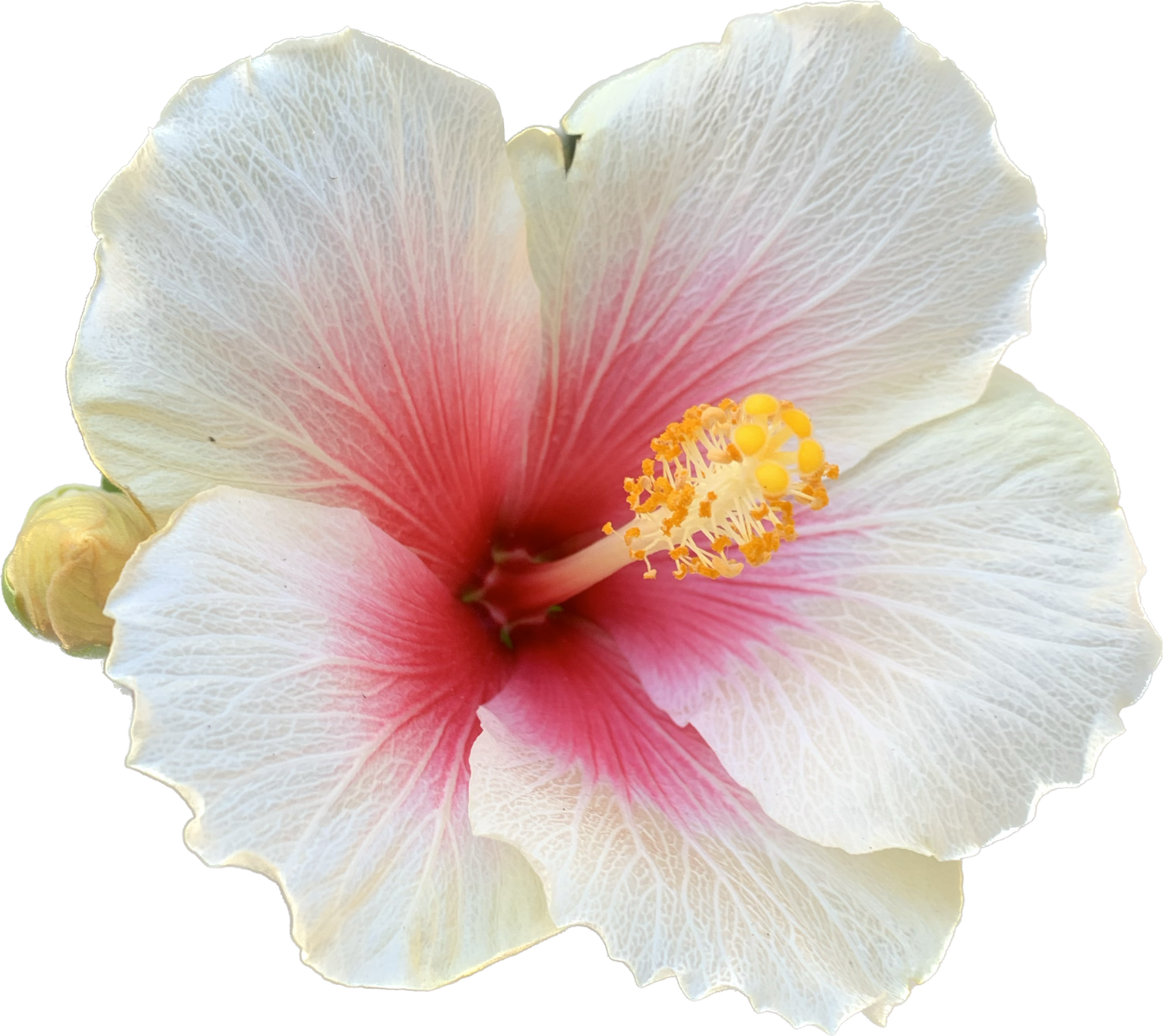 A close up of a white flower with a pink center