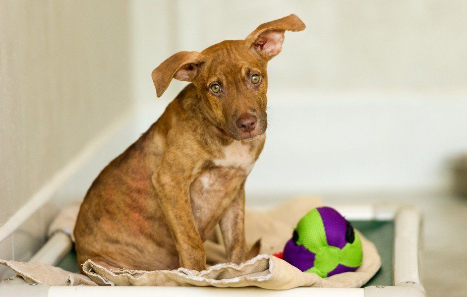 Pet Lodging