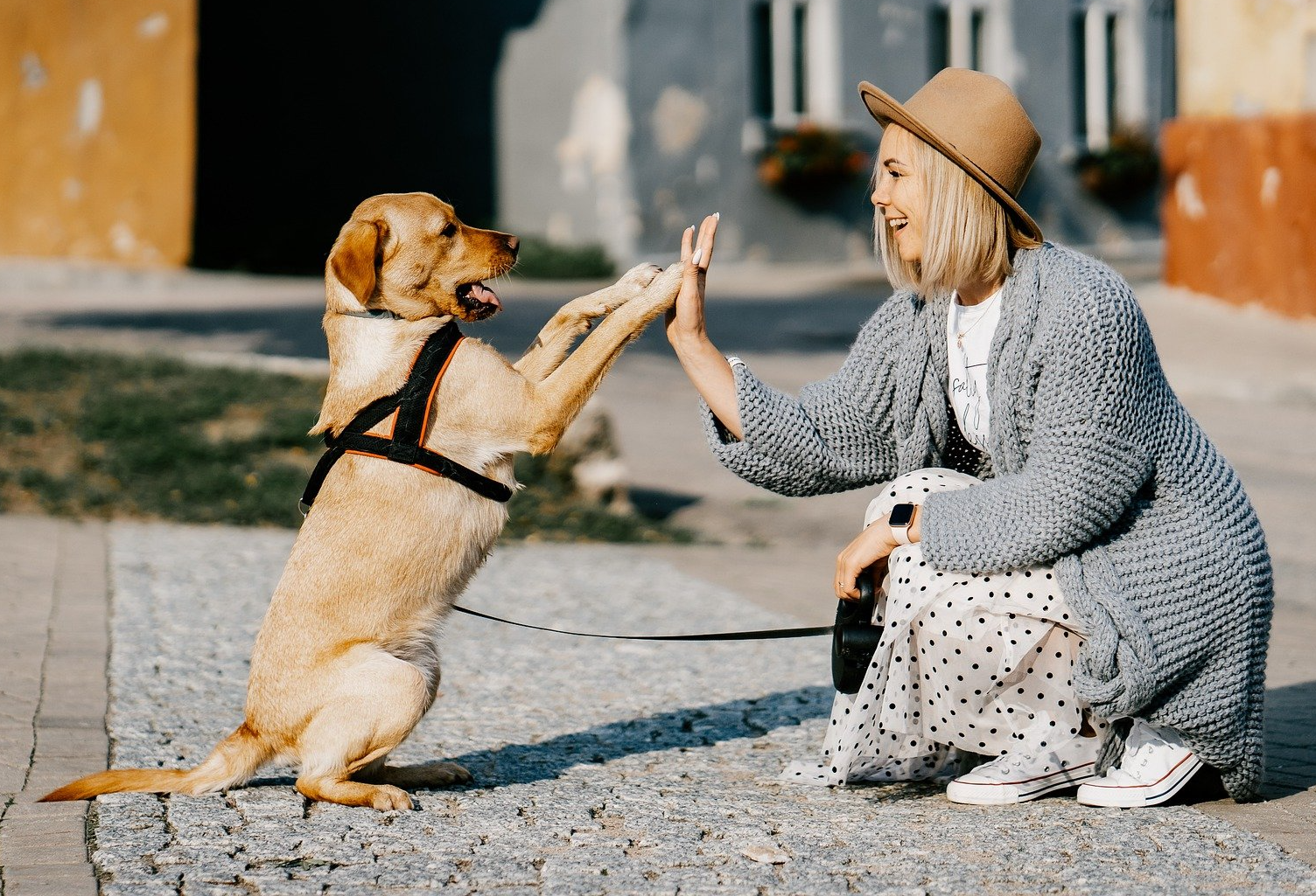 Puppy Training That Lasts a Lifetime