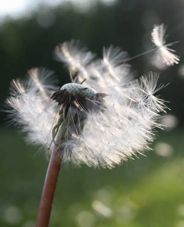 Dandelion — Supplements & Organic Produce in Mid North Coast, NSW