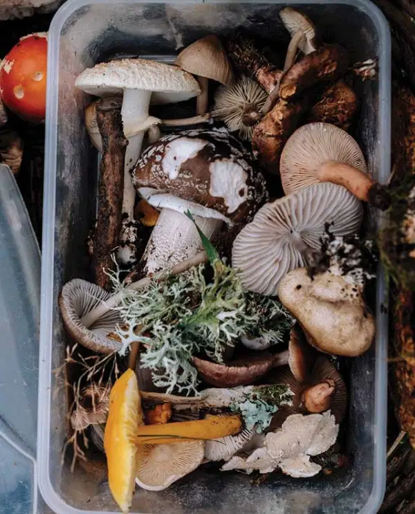 Mushroom In Plate — Supplements & Organic Produce in Mid North Coast, NSW