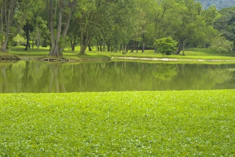 Bright green grass beside a calm pond with trees reflecting in the water