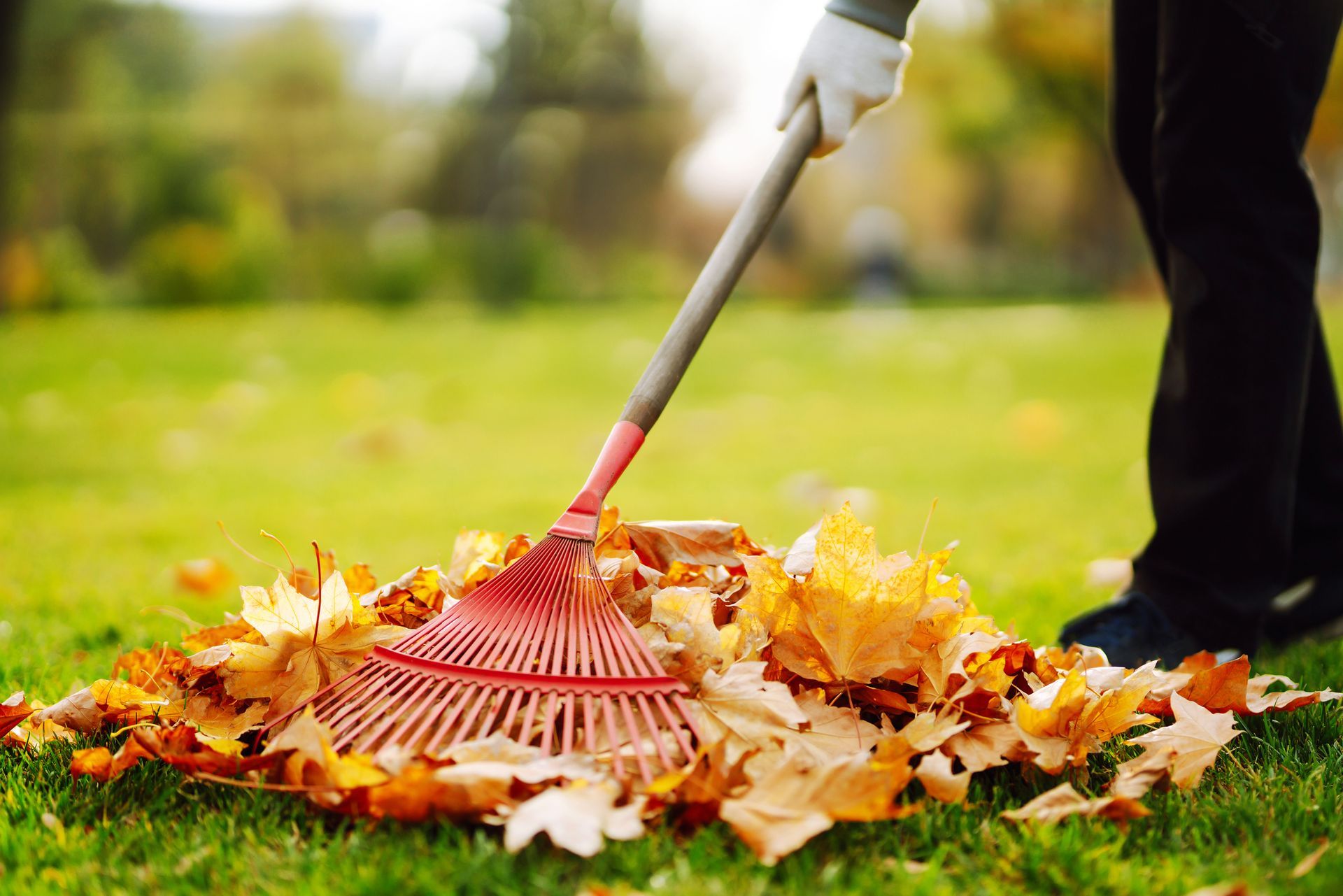 branch and leave removal image