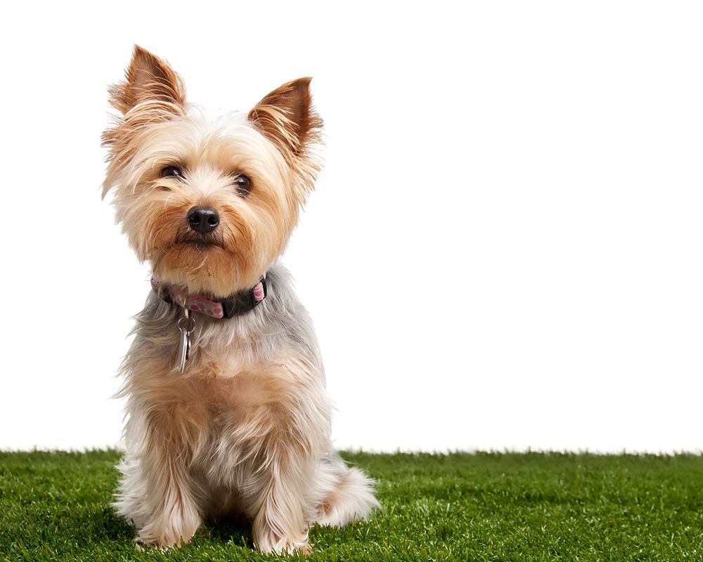 Small dog on grass with white background, showcasing Xanders Services and Carpet Cleaning, your Arti