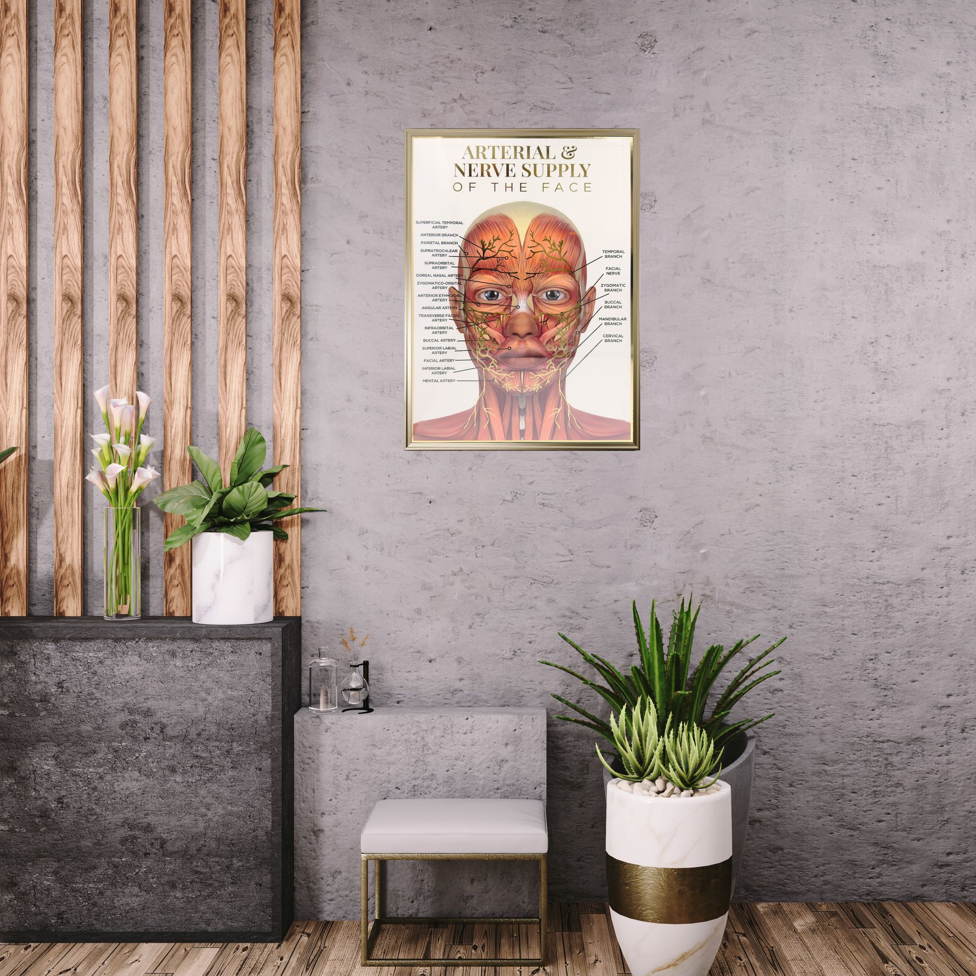 A3 Gold Foil Anatomy Poster - Arterial & Nerve Supply of the face