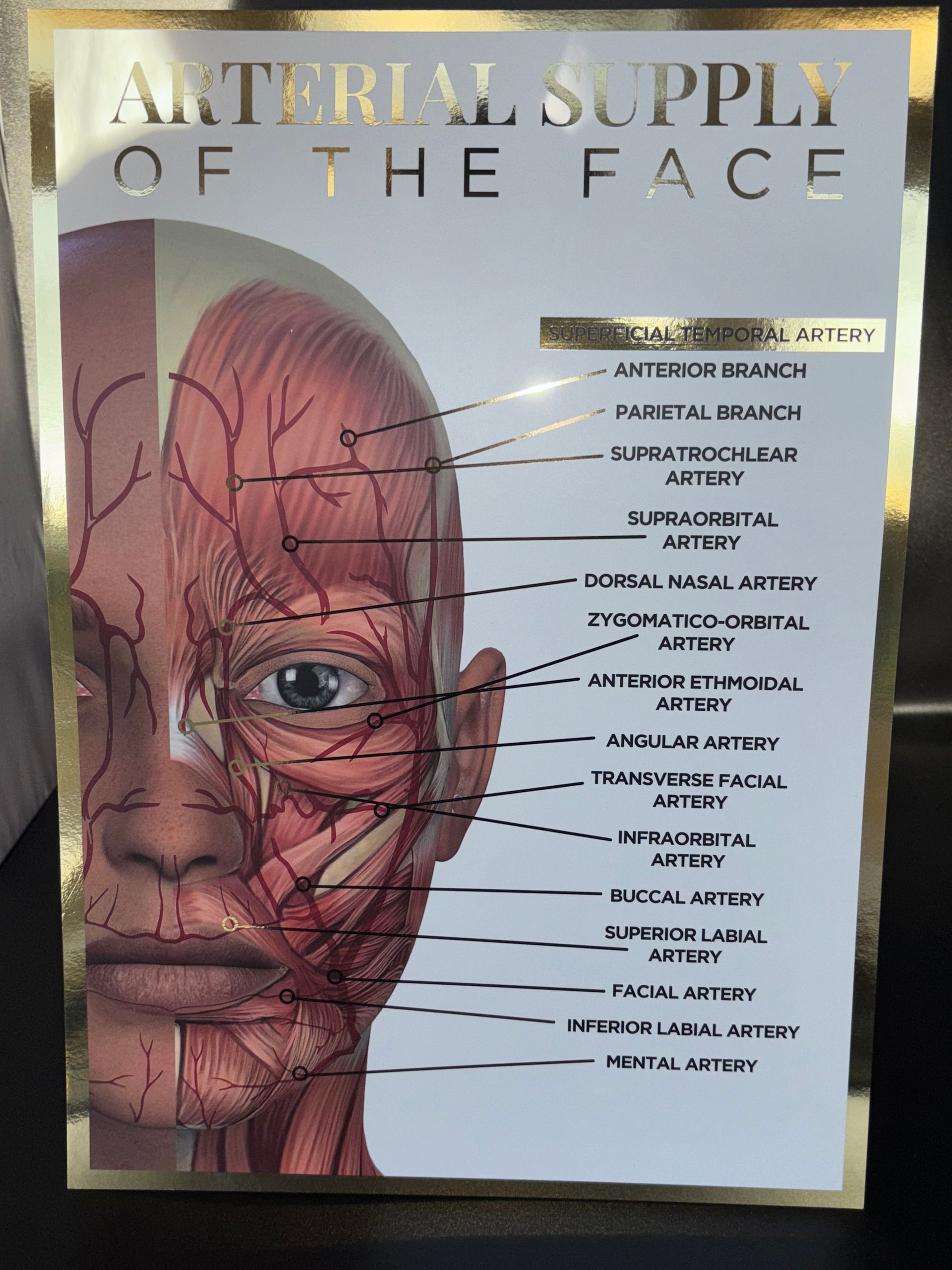 A3 Gold Foil Anatomy Poster - Arterial Supply of the face