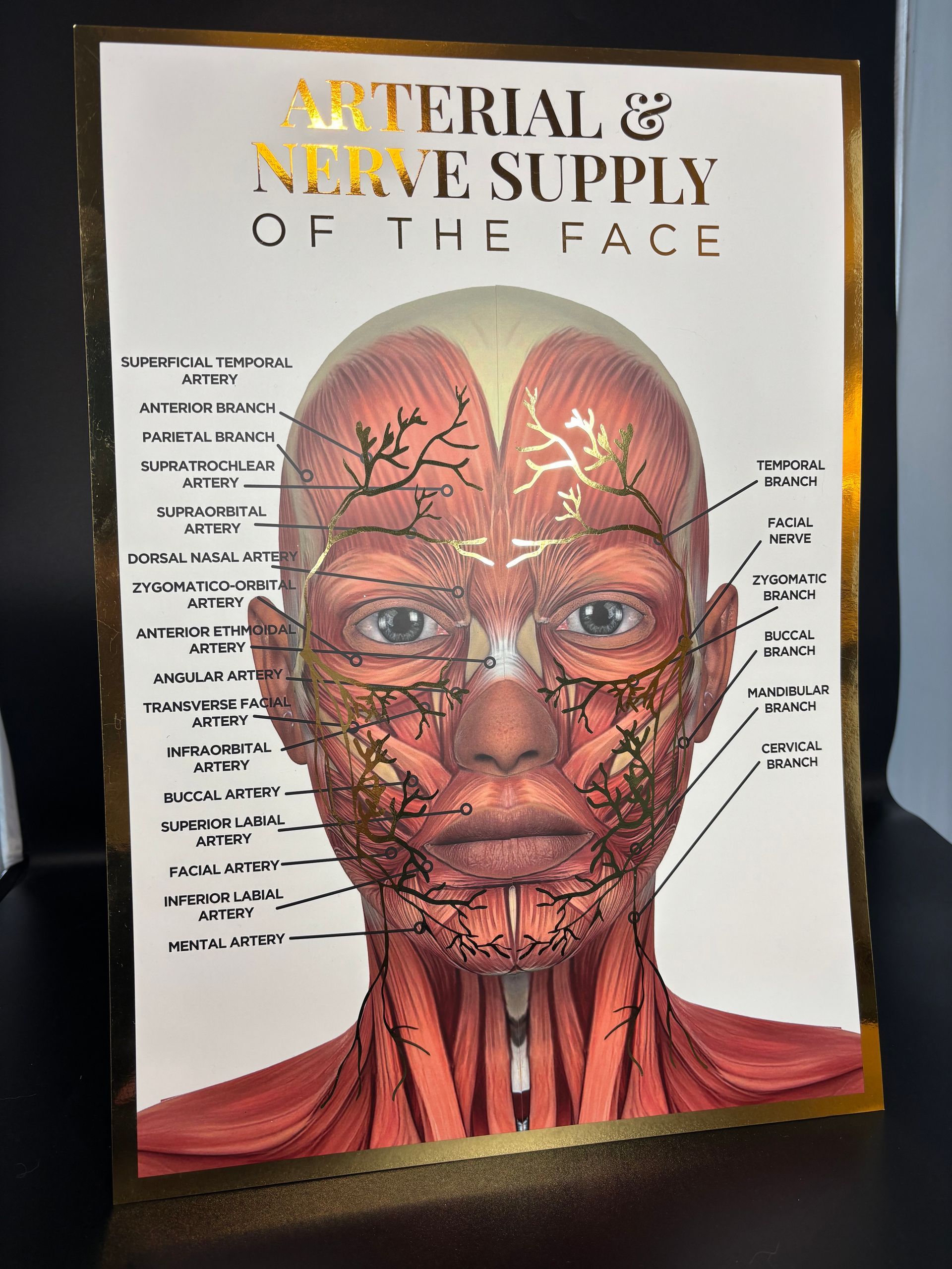 A3 Gold Foil Anatomy Poster - Arterial & Nerve Supply of the face