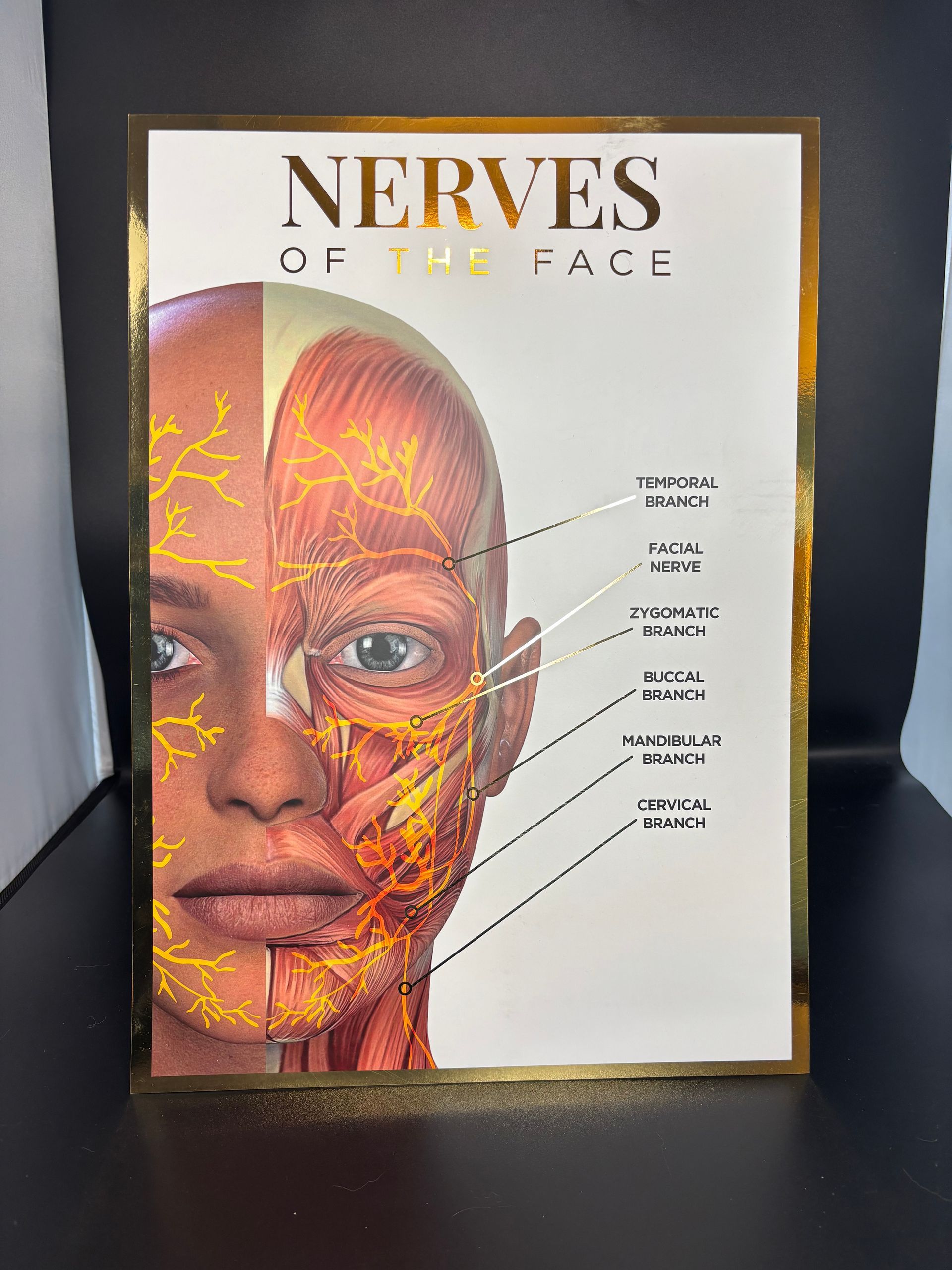 A3 Gold Foil Anatomy Poster - Nerves of the face