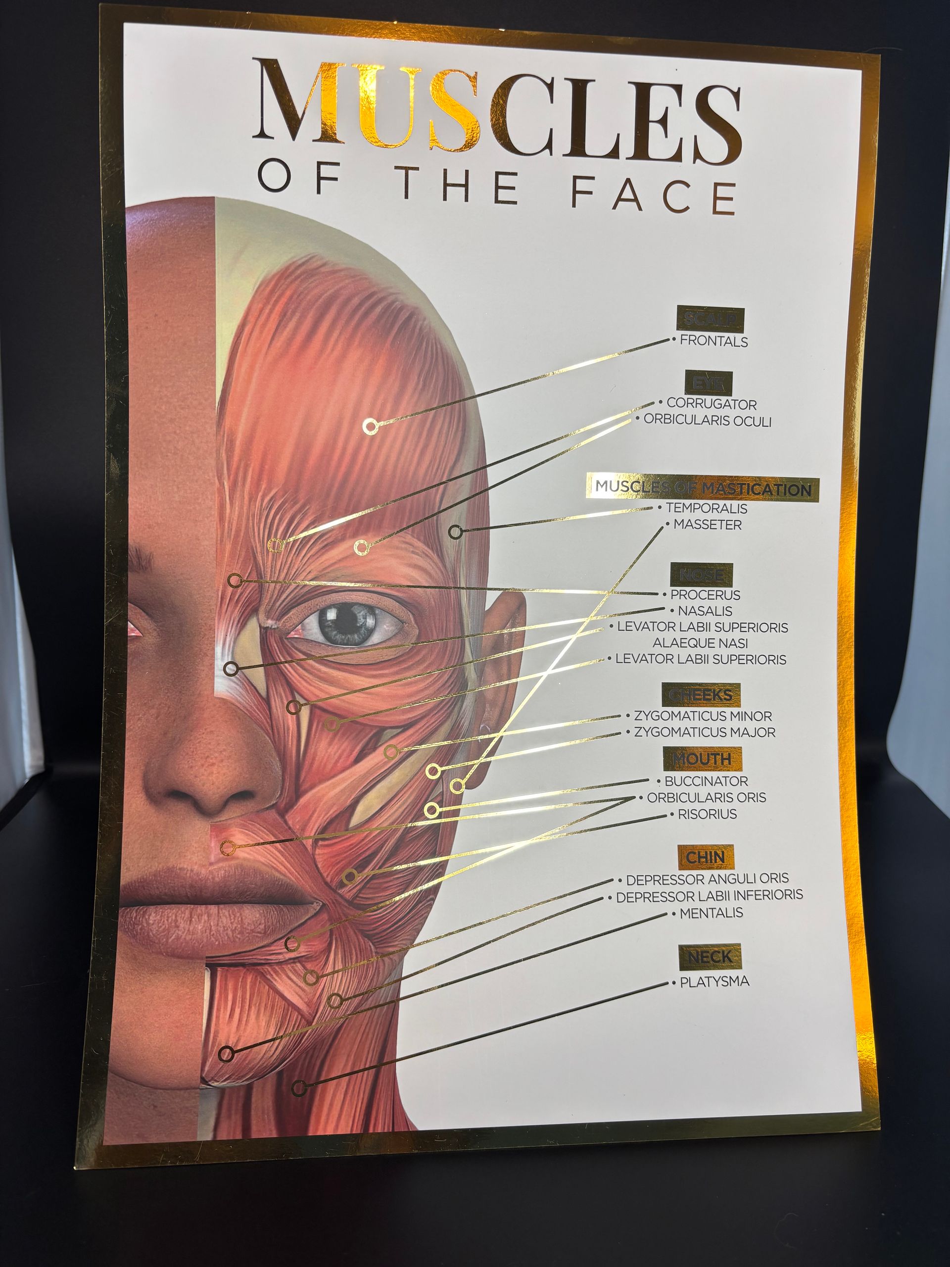 A3 Gold Foil Anatomy Poster - Muscles of the face