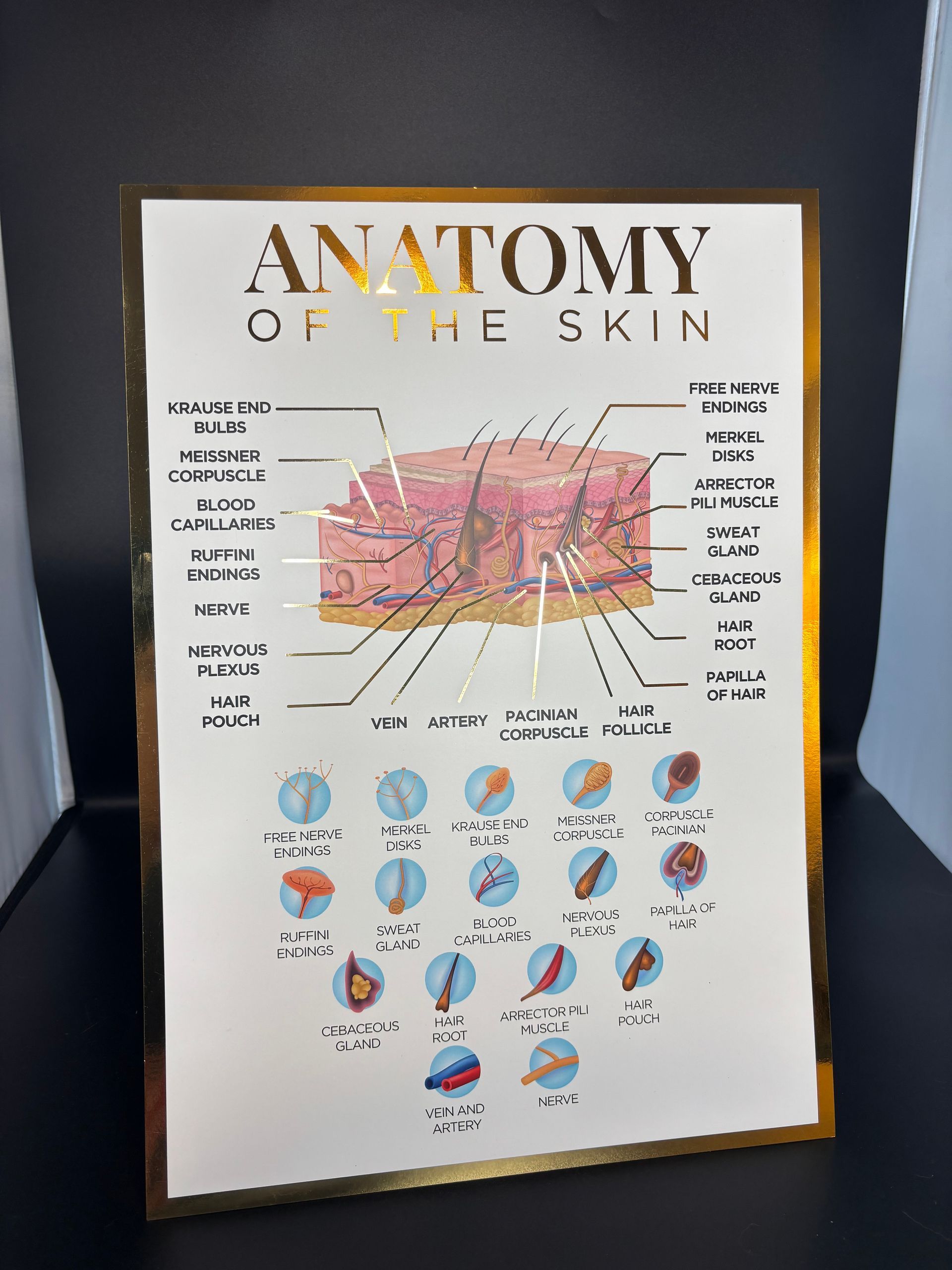 A3 Gold Foil Anatomy Poster - Skin Anatomy