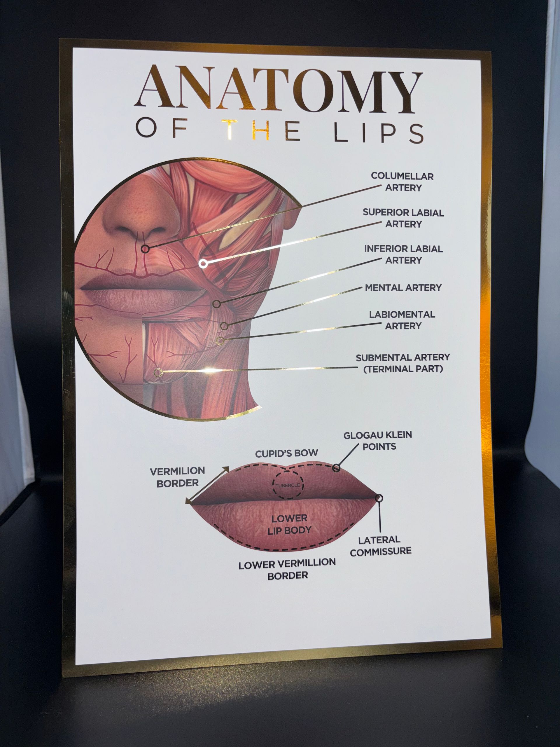 A3 Gold Foil Anatomy Poster - Anatomy of the lips