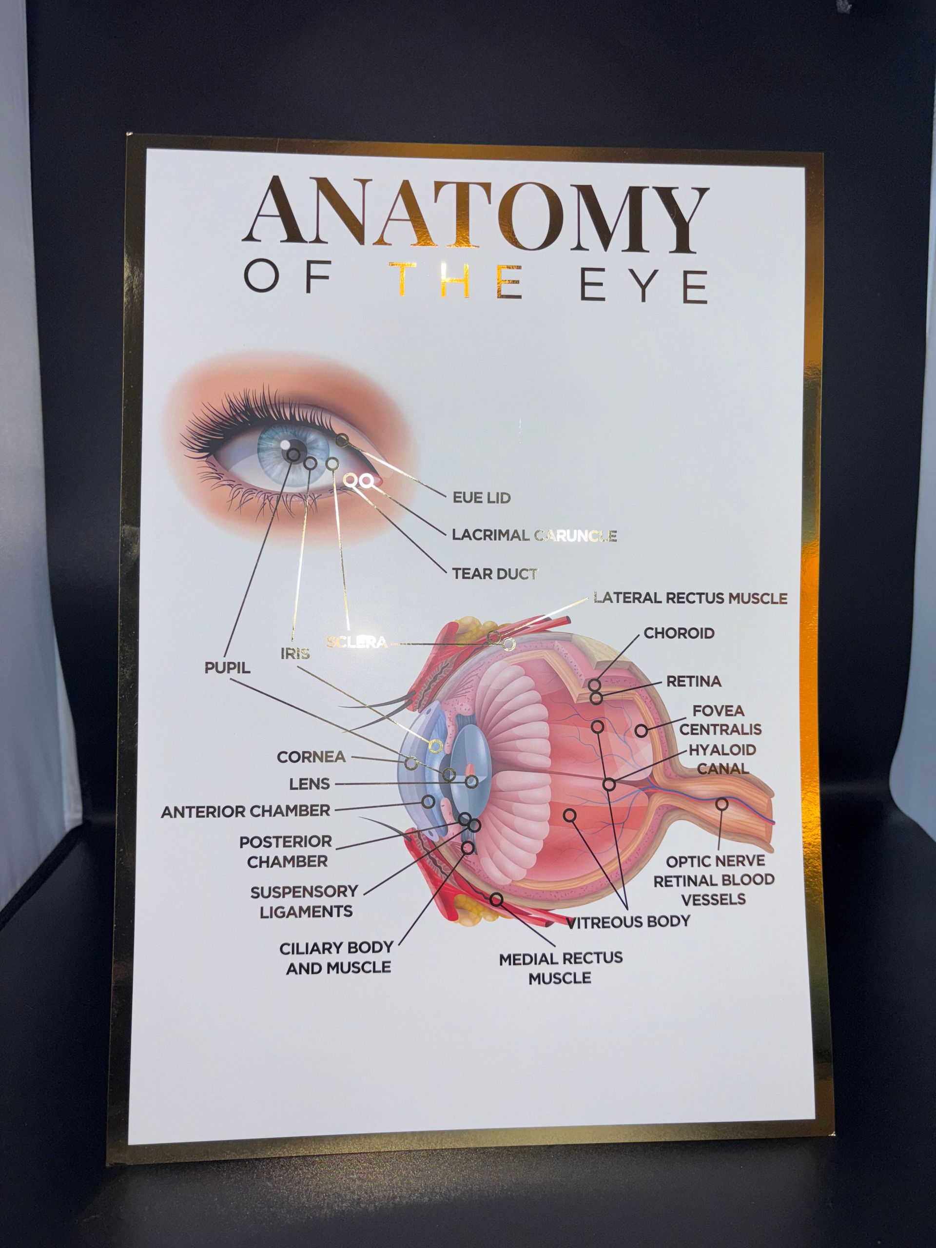 A3 Gold Foil Anatomy Poster - Anatomy of the eye