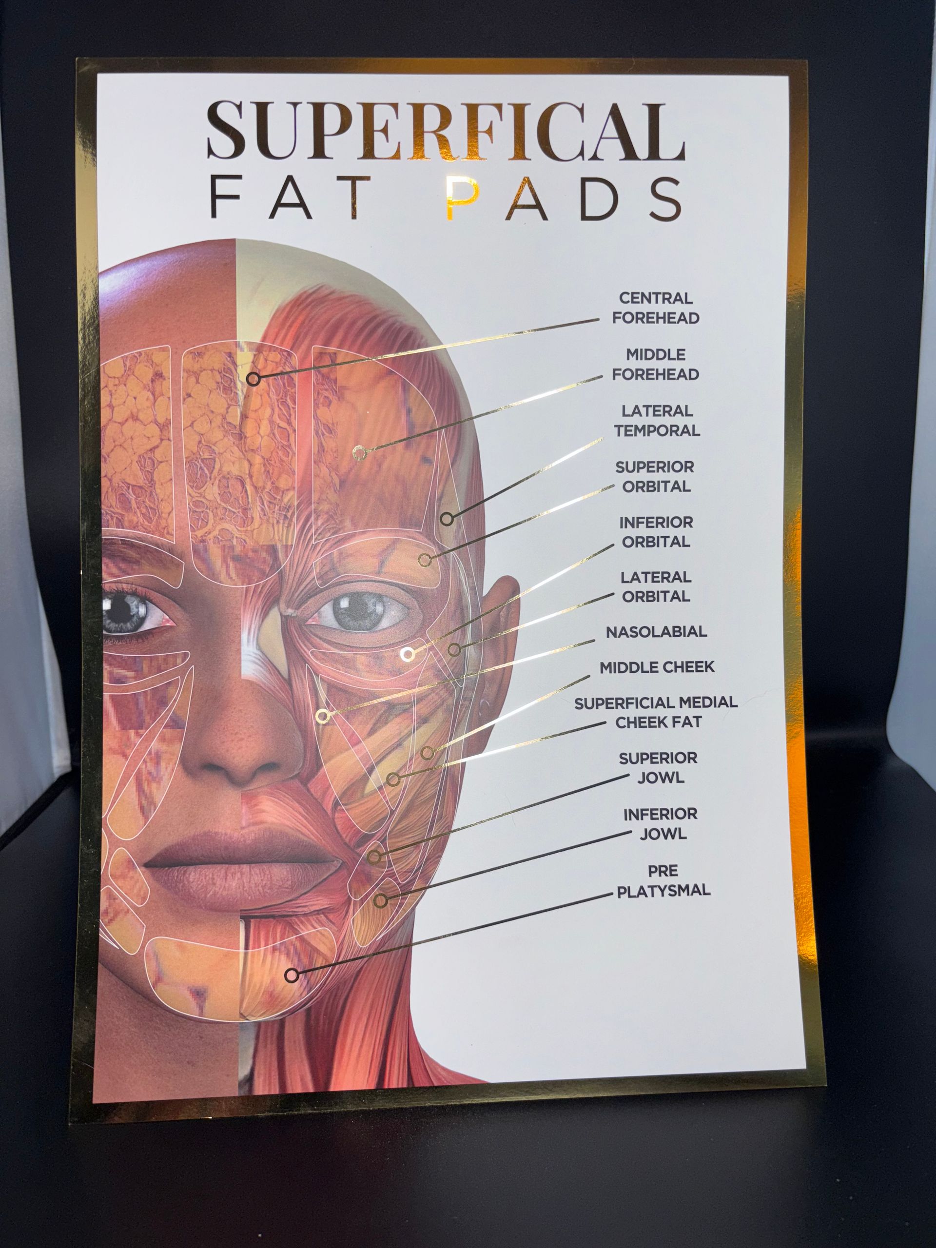 A3 Gold Foil Anatomy Poster - Fat Pads