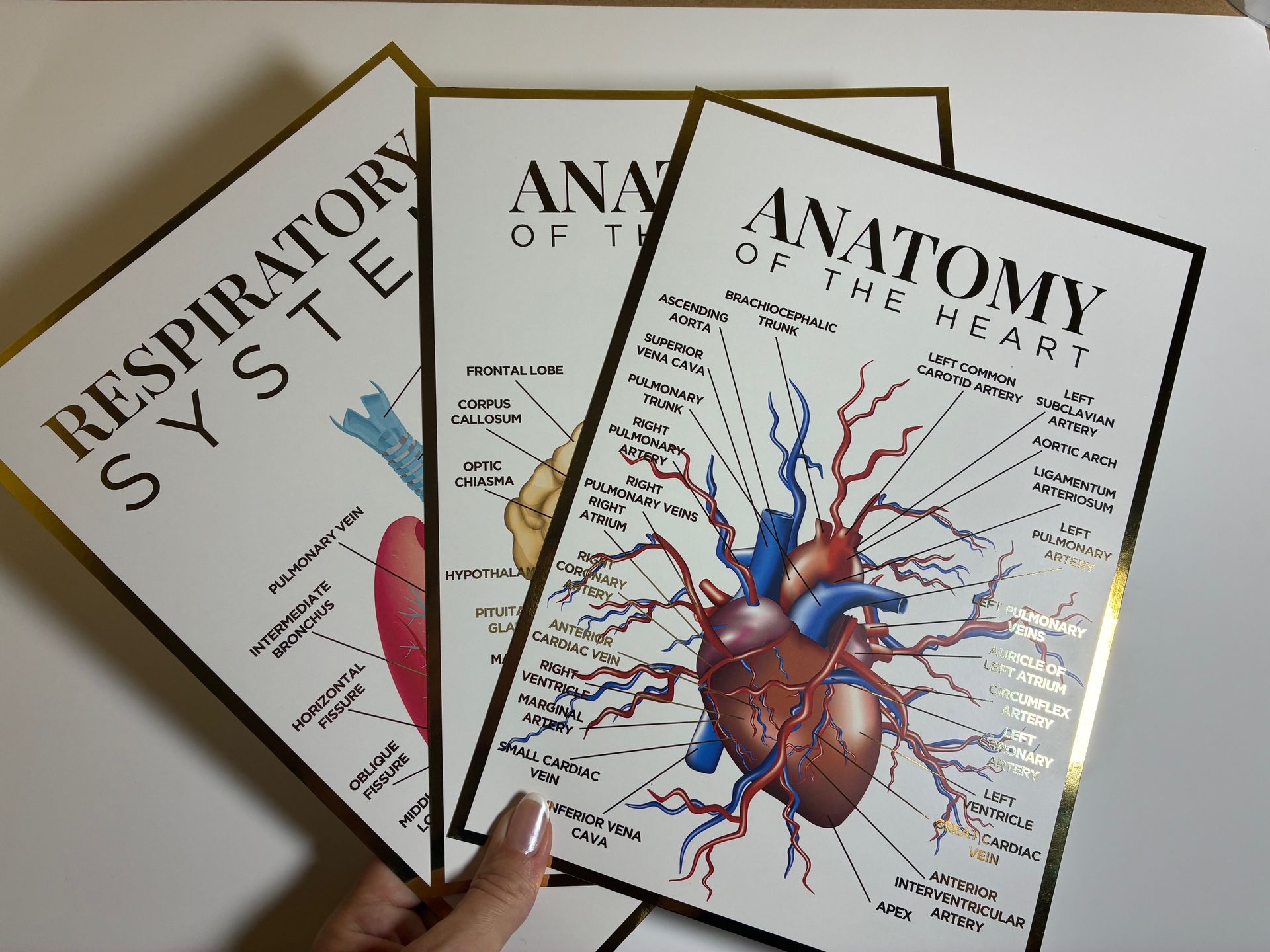 A4 Anatomy Poster Triple Pack - Heart, Brain & Respiratory System