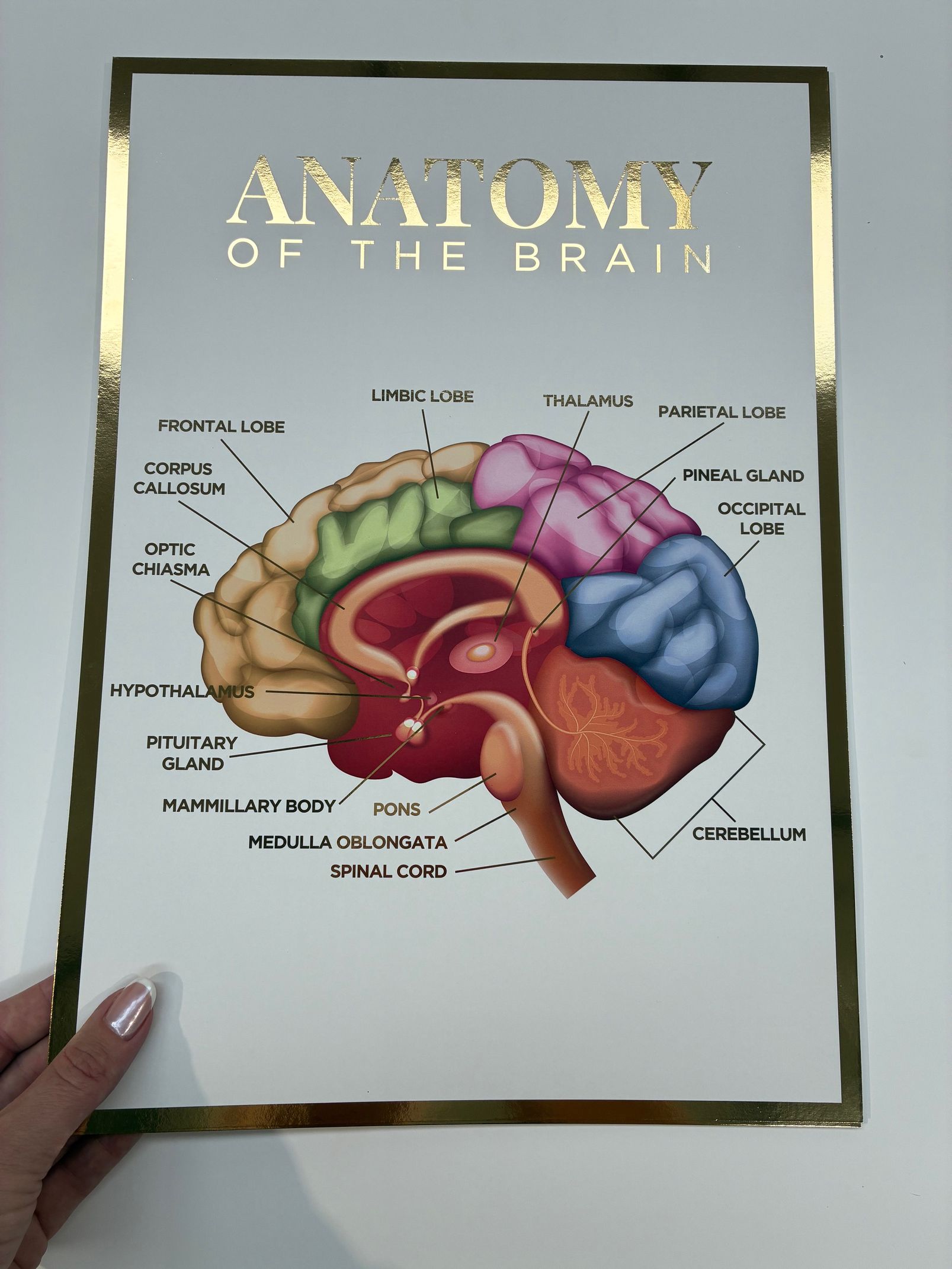 A3 Foiled Anatomy Poster - Anatomy of the Brain