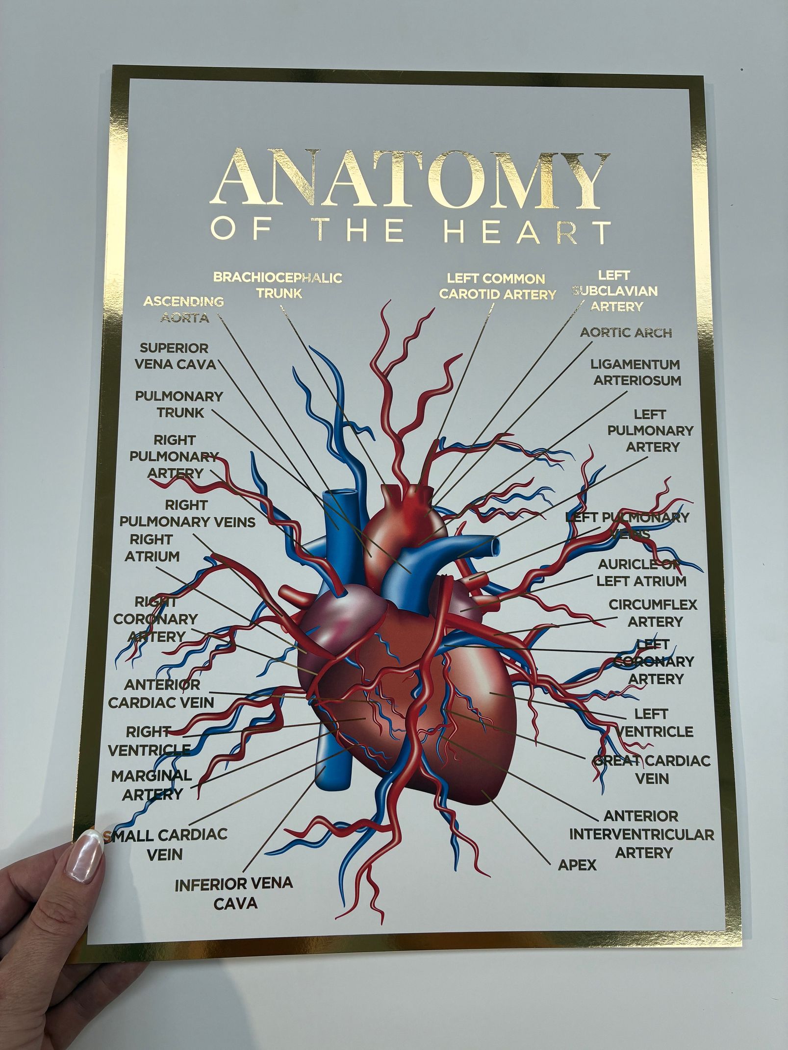 A3 Foiled Anatomy Poster - Anatomy of the Heart
