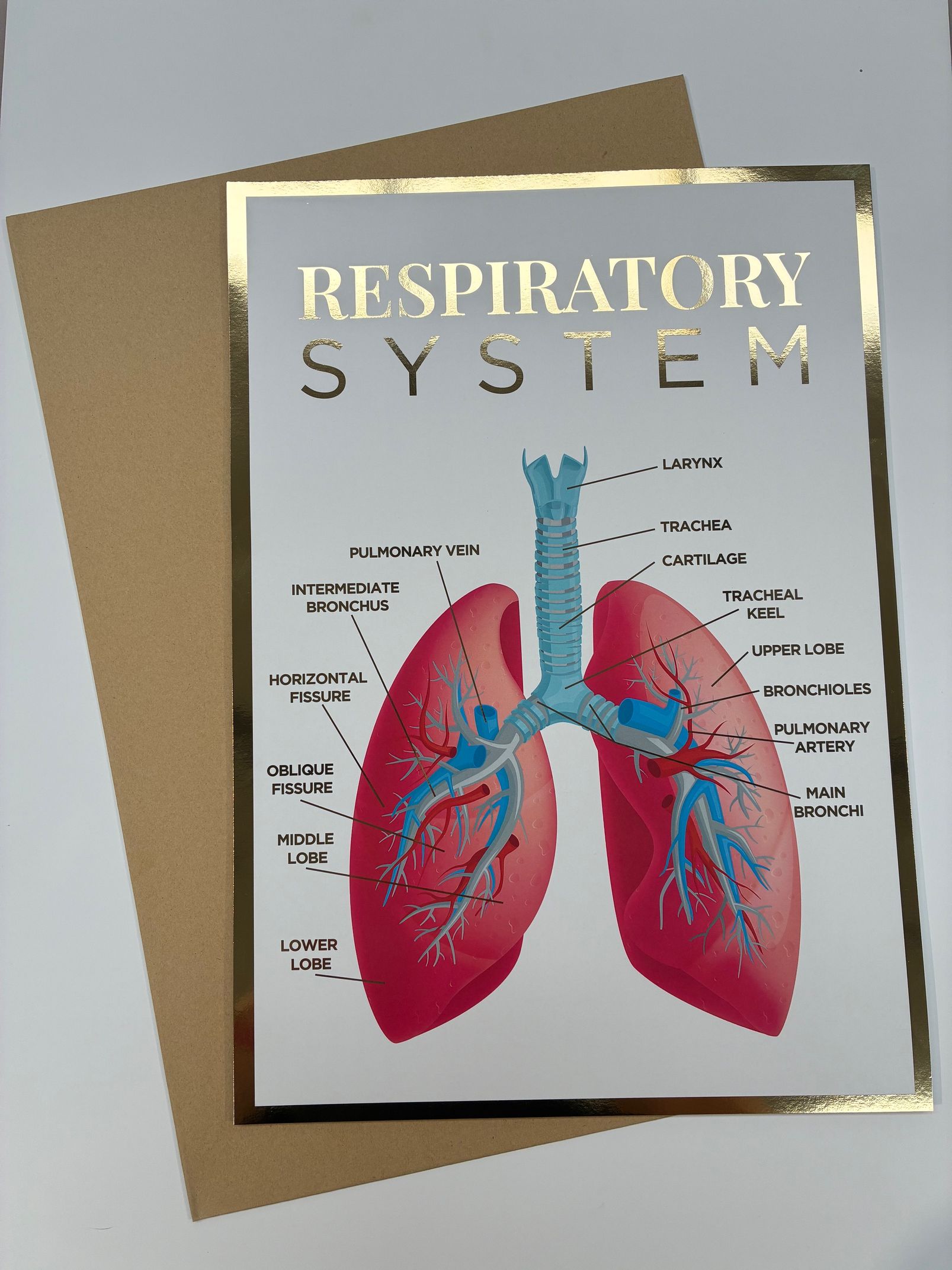 A3 Foiled Anatomy Poster - The Respiratory System