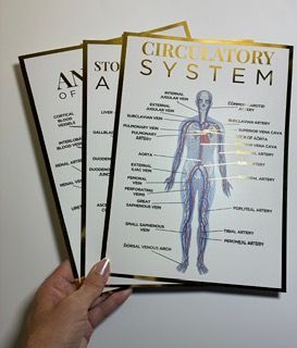 A4 Anatomy Posters Triple Pack - Circulatory System, Kidney Anatomy, Stomach & Digestion System