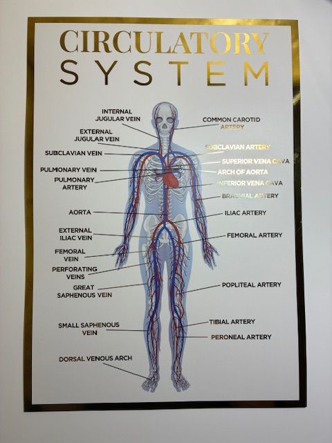 A3 Anatomy Poster - The Circulatory System