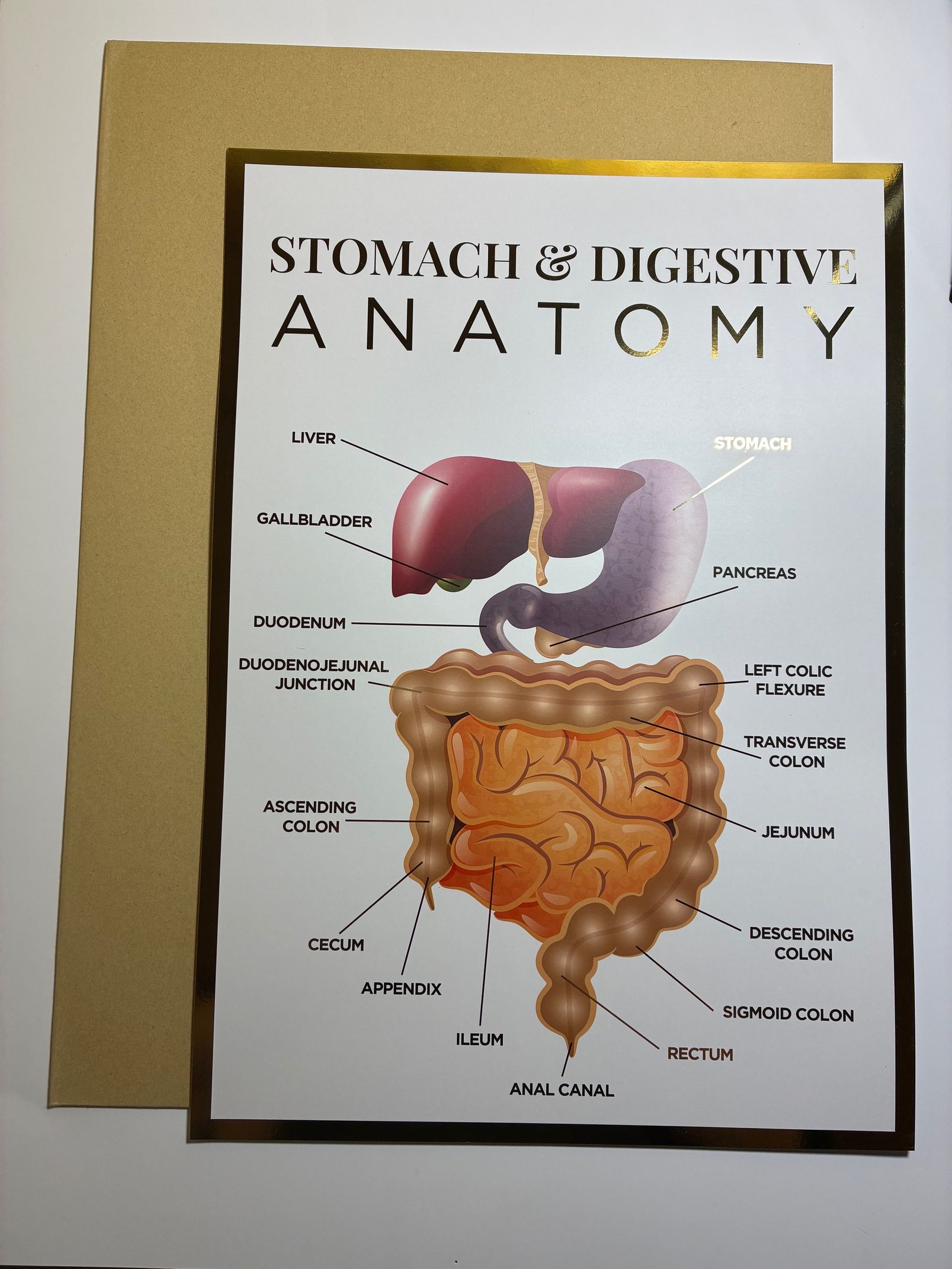 A3 Anatomy Poster - The Stomach & Digestive System