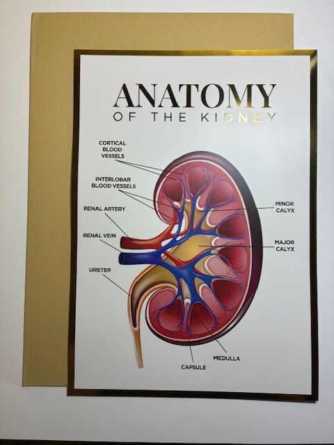 A3 Foiled Anatomy Poster - Kidney Anatomy