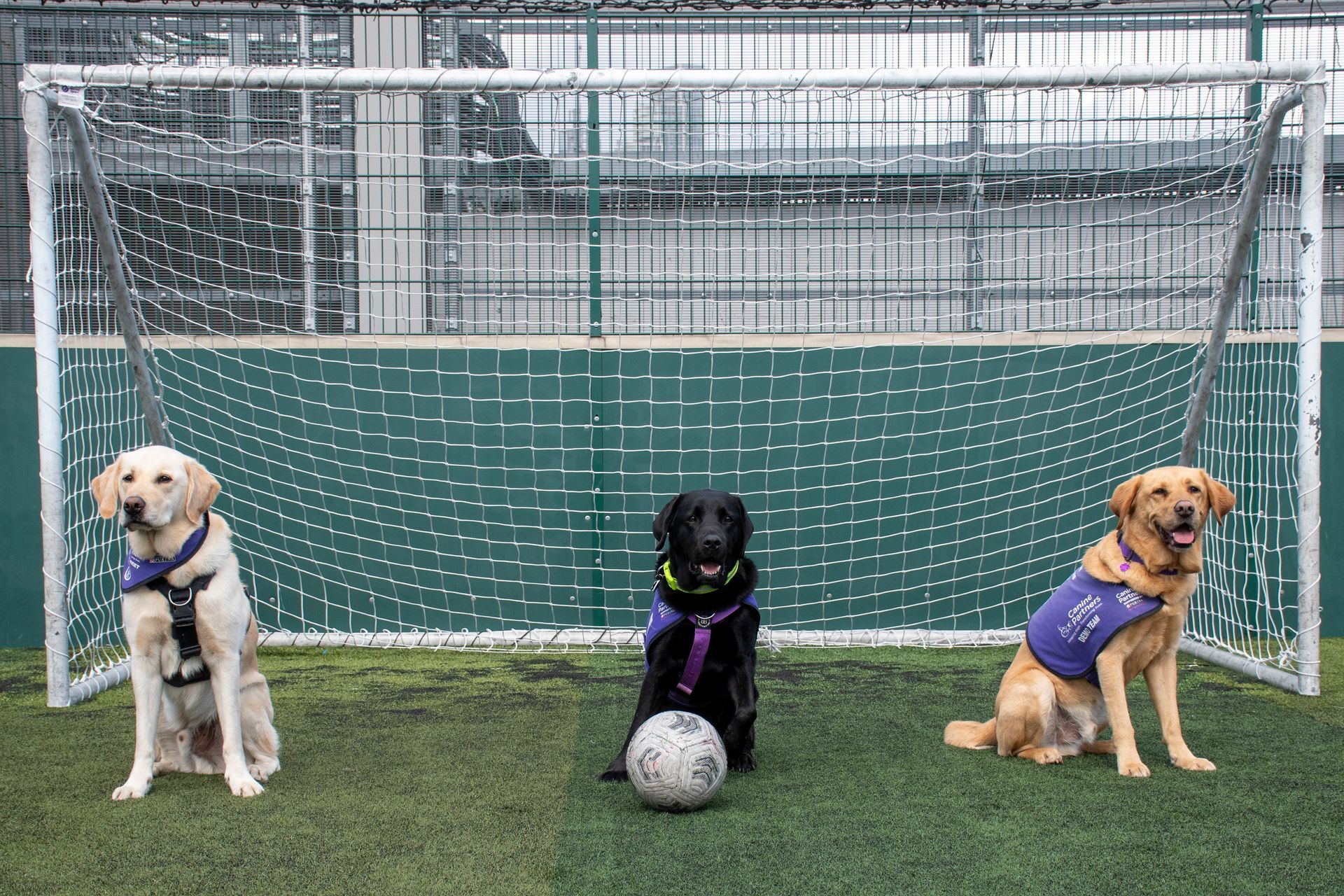 Dogs supported by Canine Partners charity
