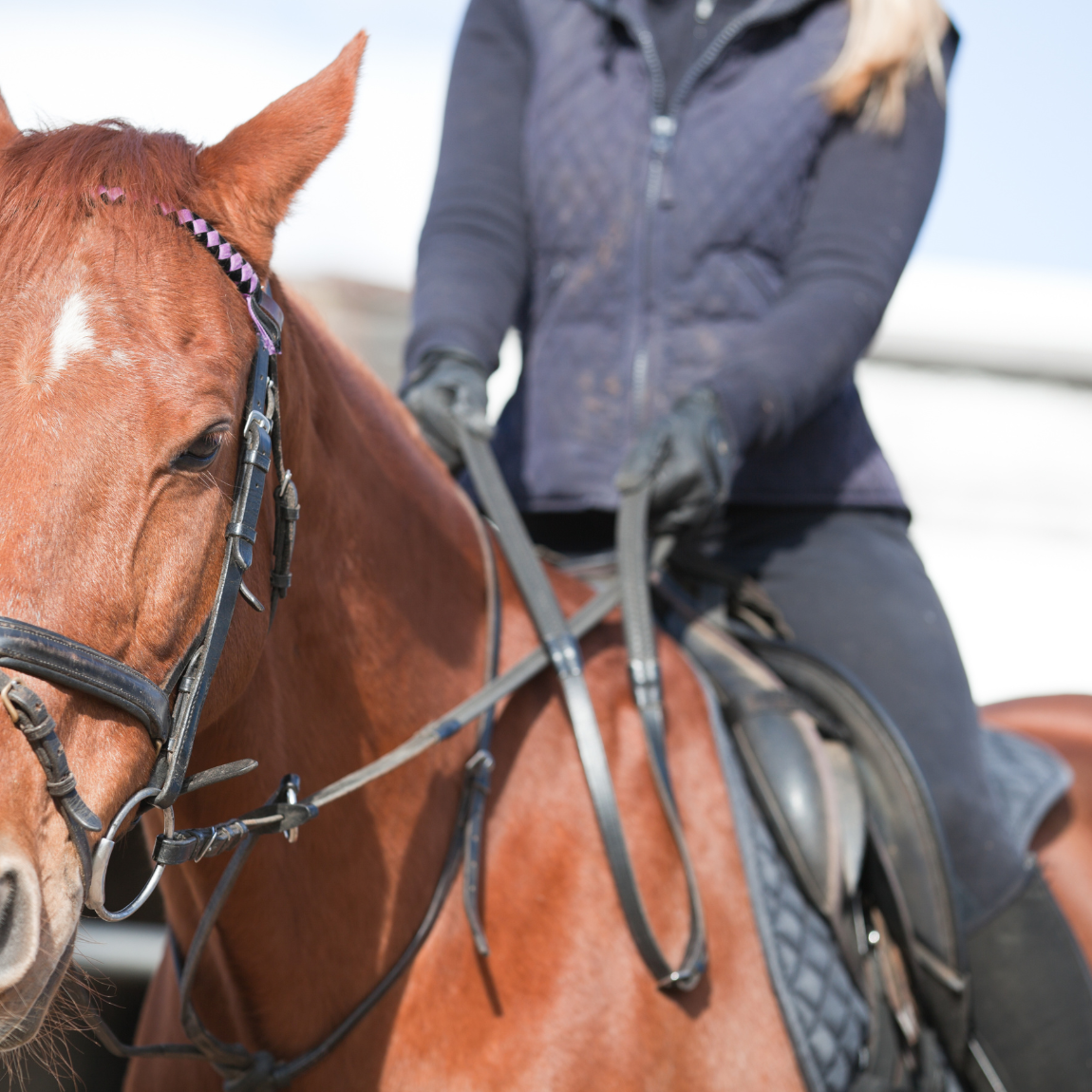 HORSE BOARDING