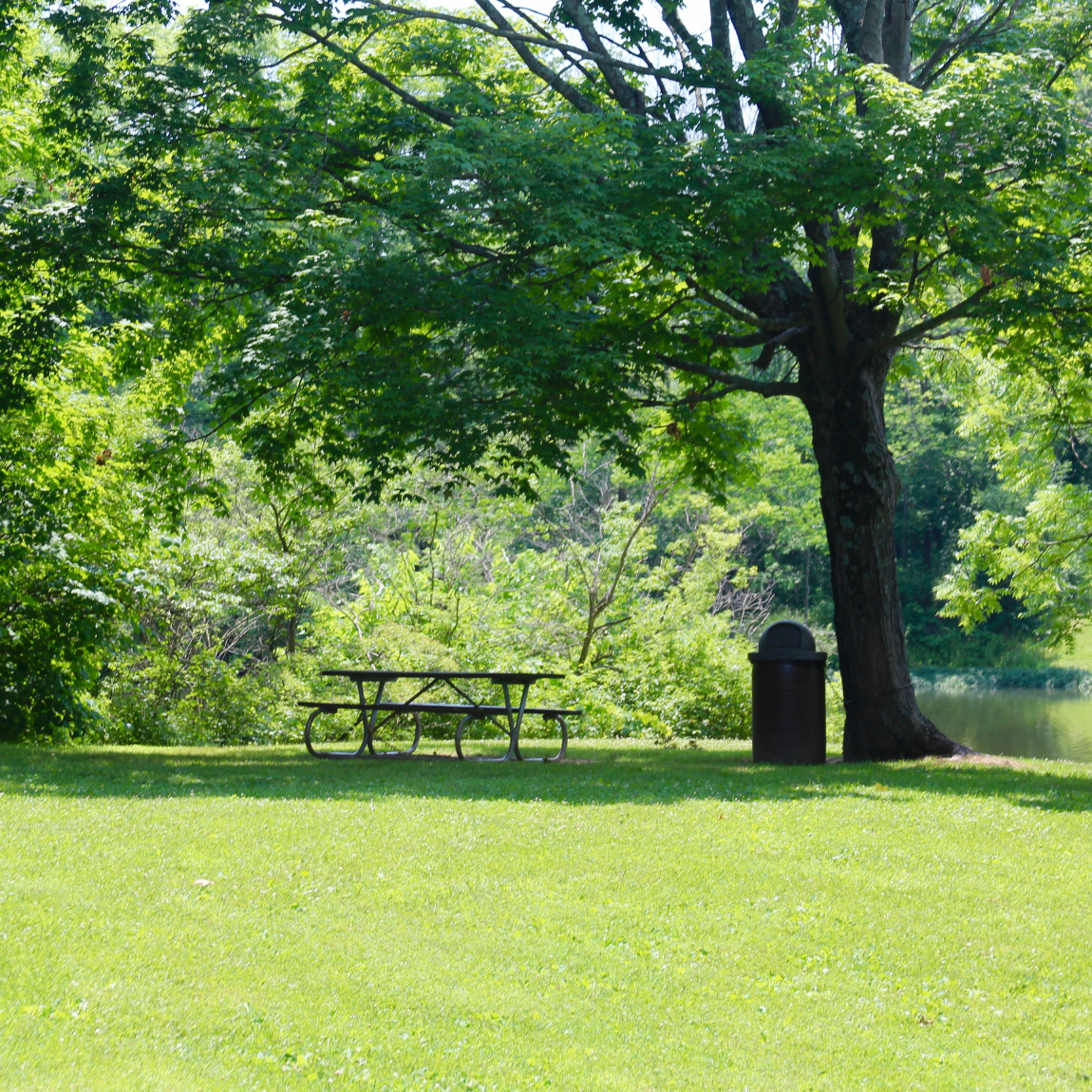 SHADE TREES
