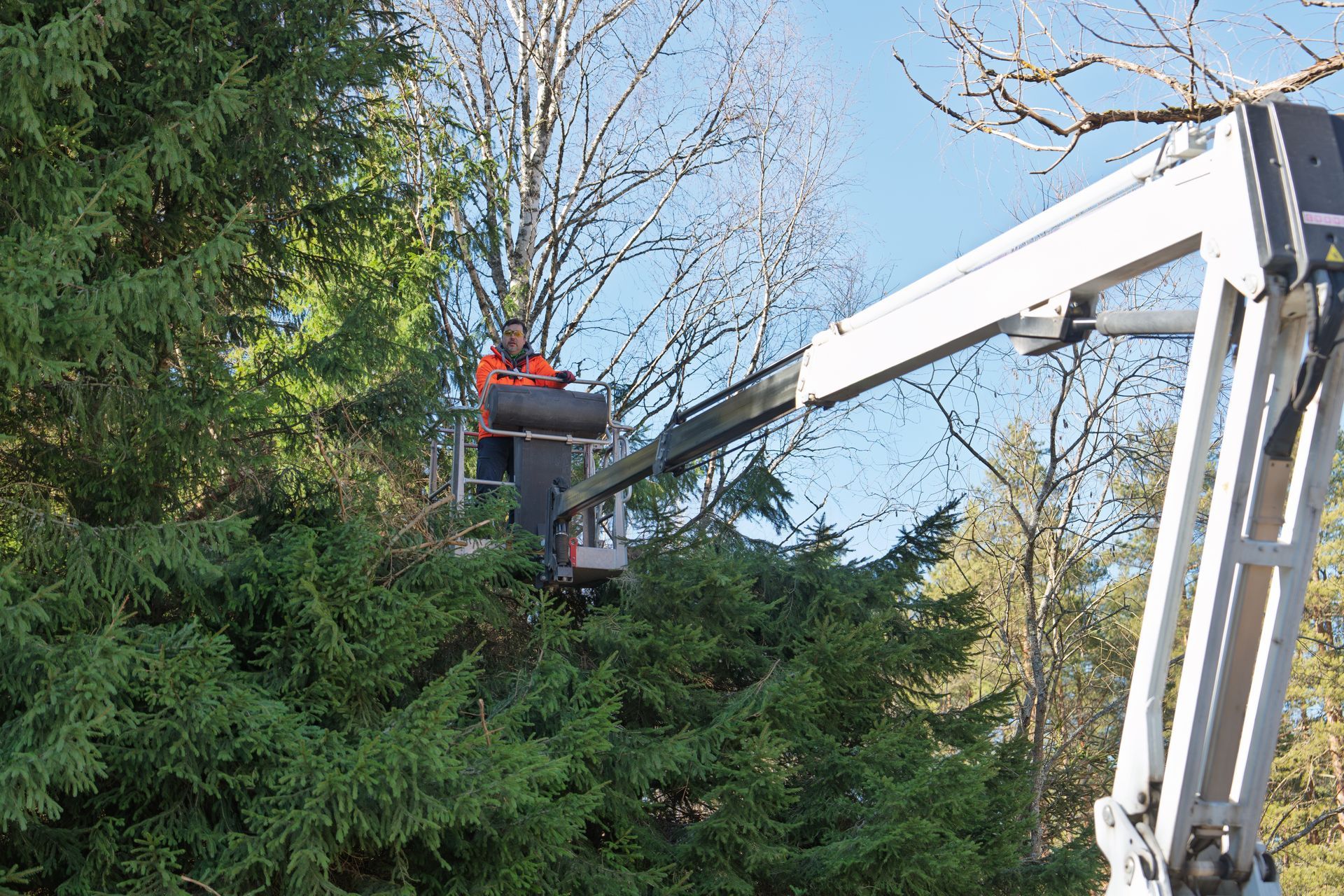 An arborist uses an aerial lift to prune tree branches. An arborist uses an aerial lift to prune tree branches.