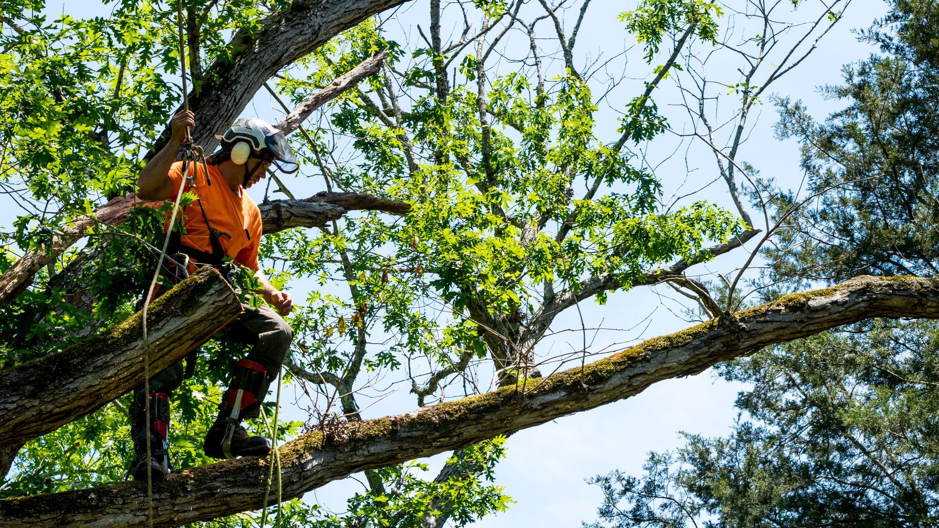 A man is cutting tree branches.