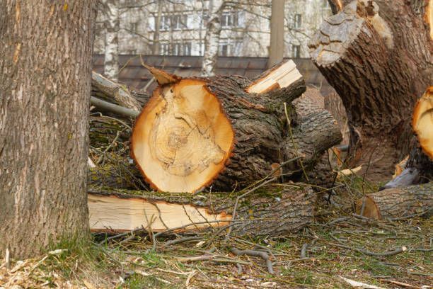 Cut tree trunk with visible rings, surrounded by other cut branches and a tree trunk, outdoors.