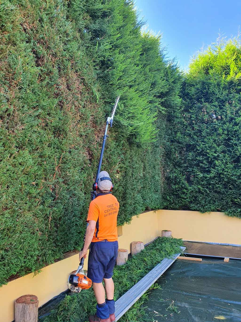 Person trimming a tall green hedge with a pole saw. He wears an orange shirt and blue shorts. Outdoors.