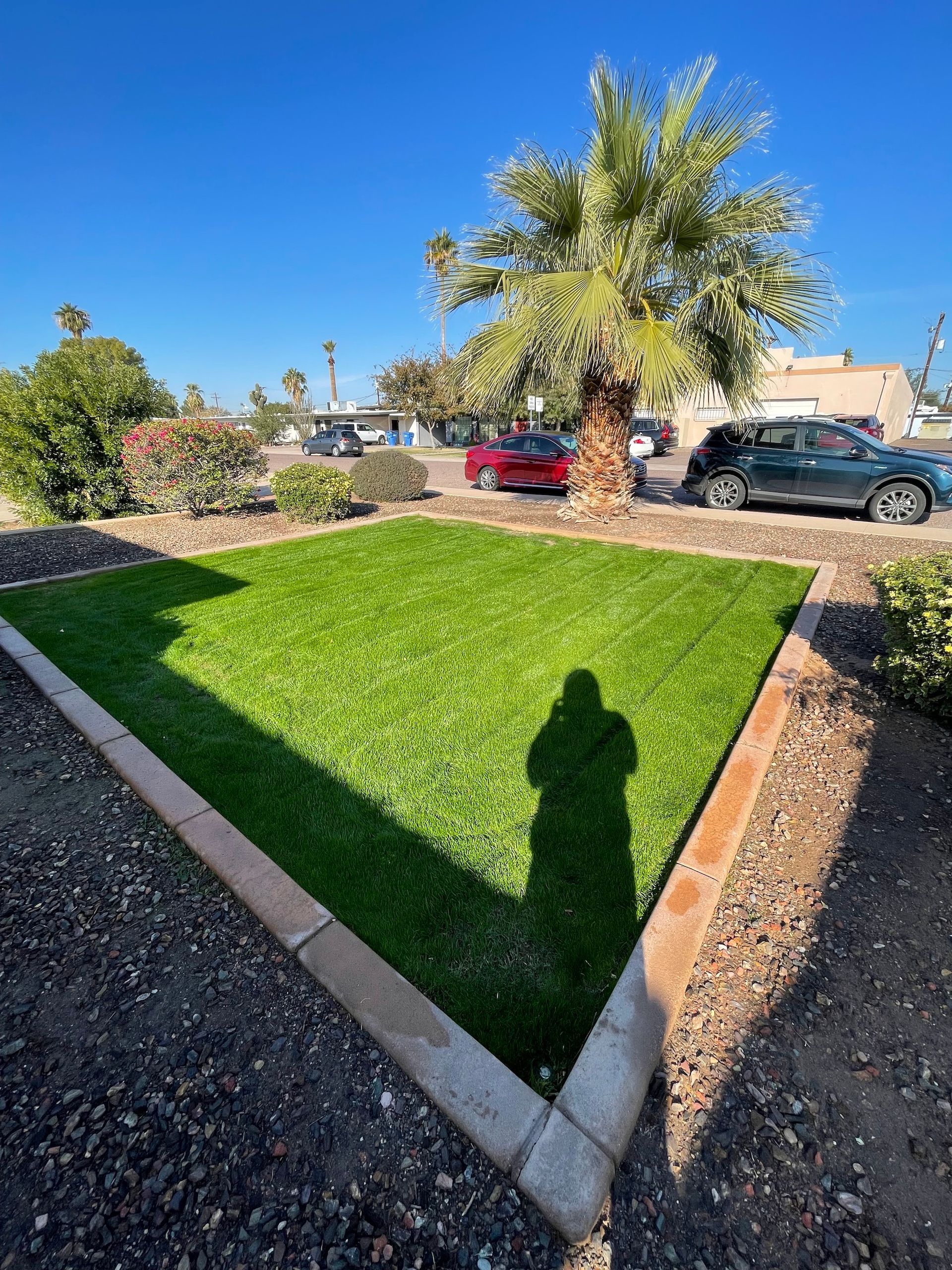 Healthy Lawn