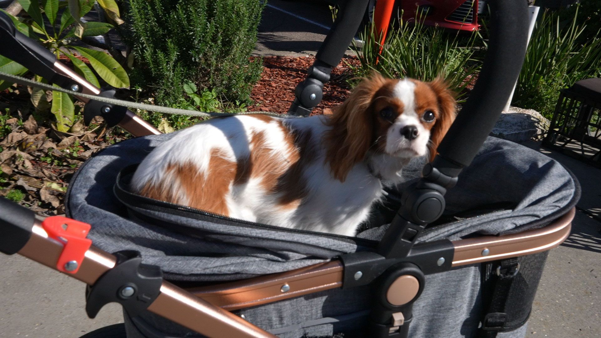 A brown and white dog is sitting in a stroller