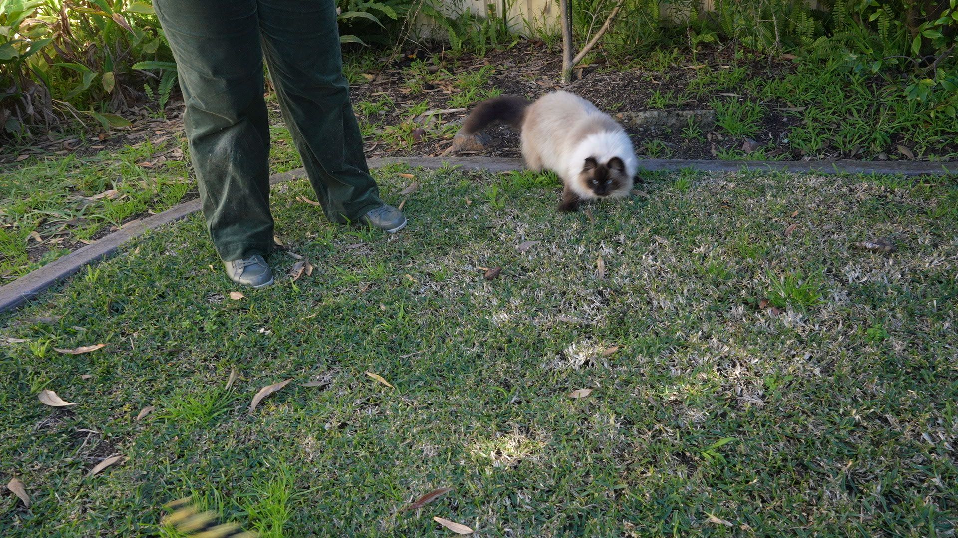 A person is standing next to a cat in the grass.