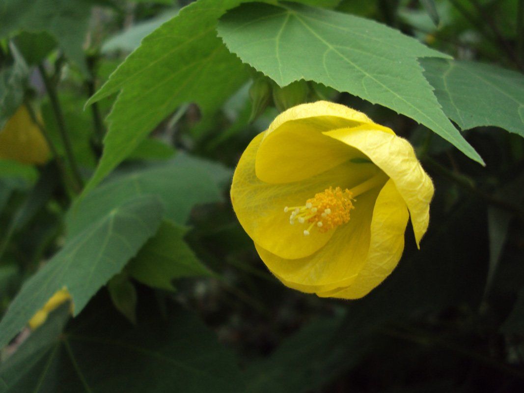vivero latini