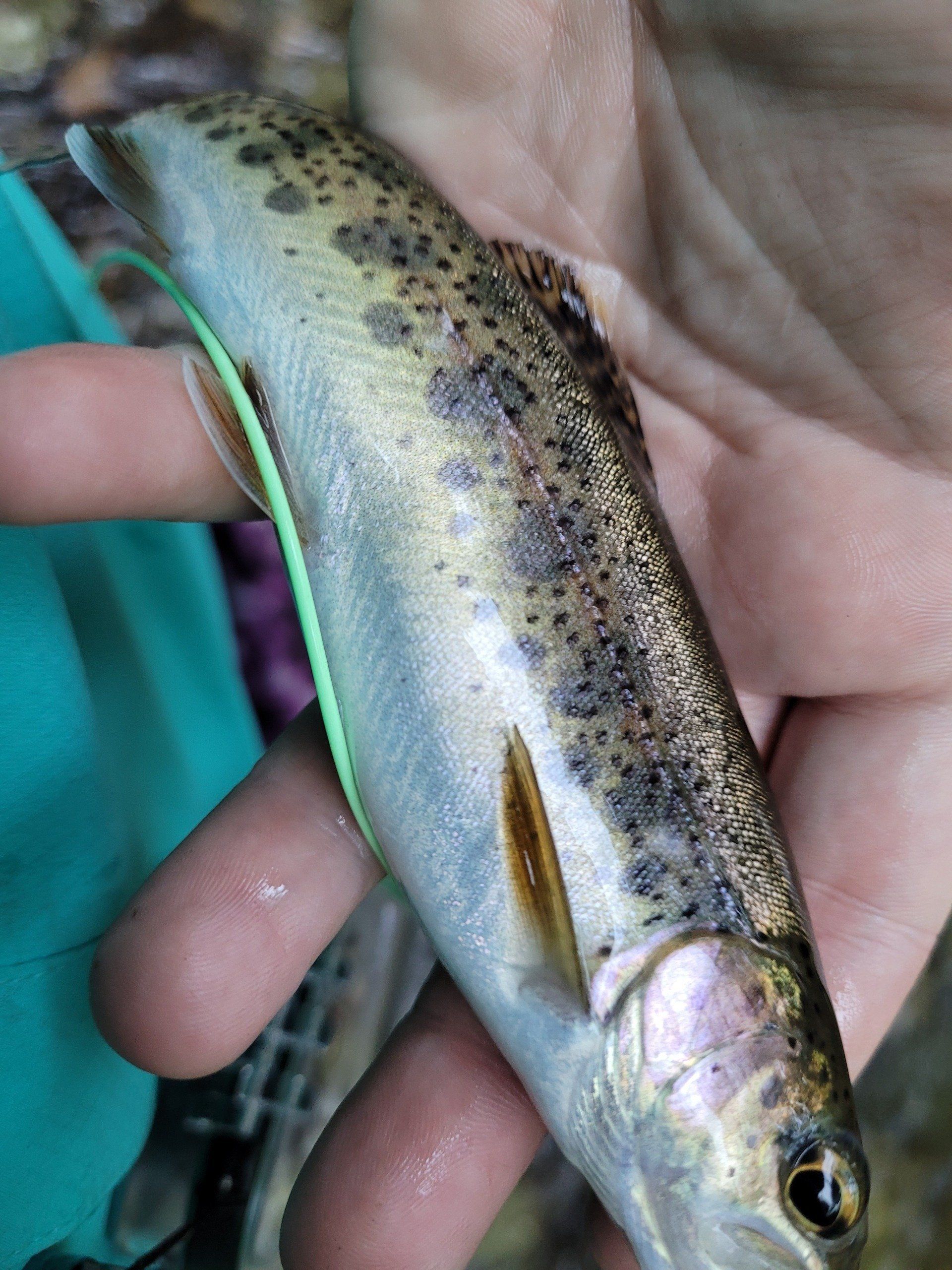 A person is holding a small fish in their hand.