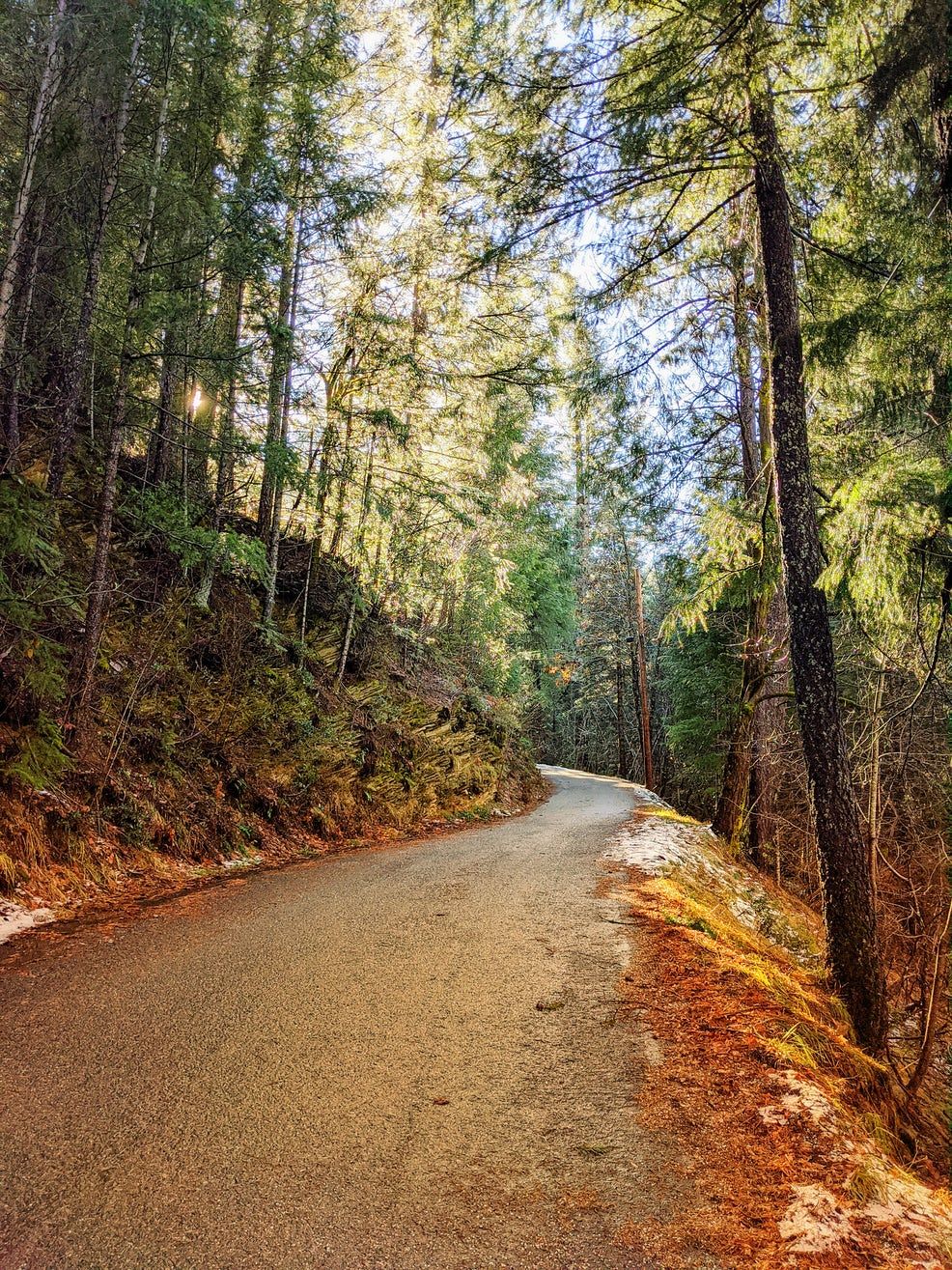 A dirt road going through a forest with trees on both sides.