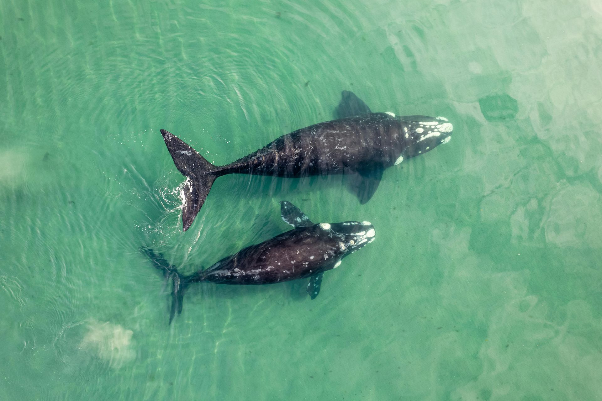 Two whales swimming together in clear green water from an overhead view