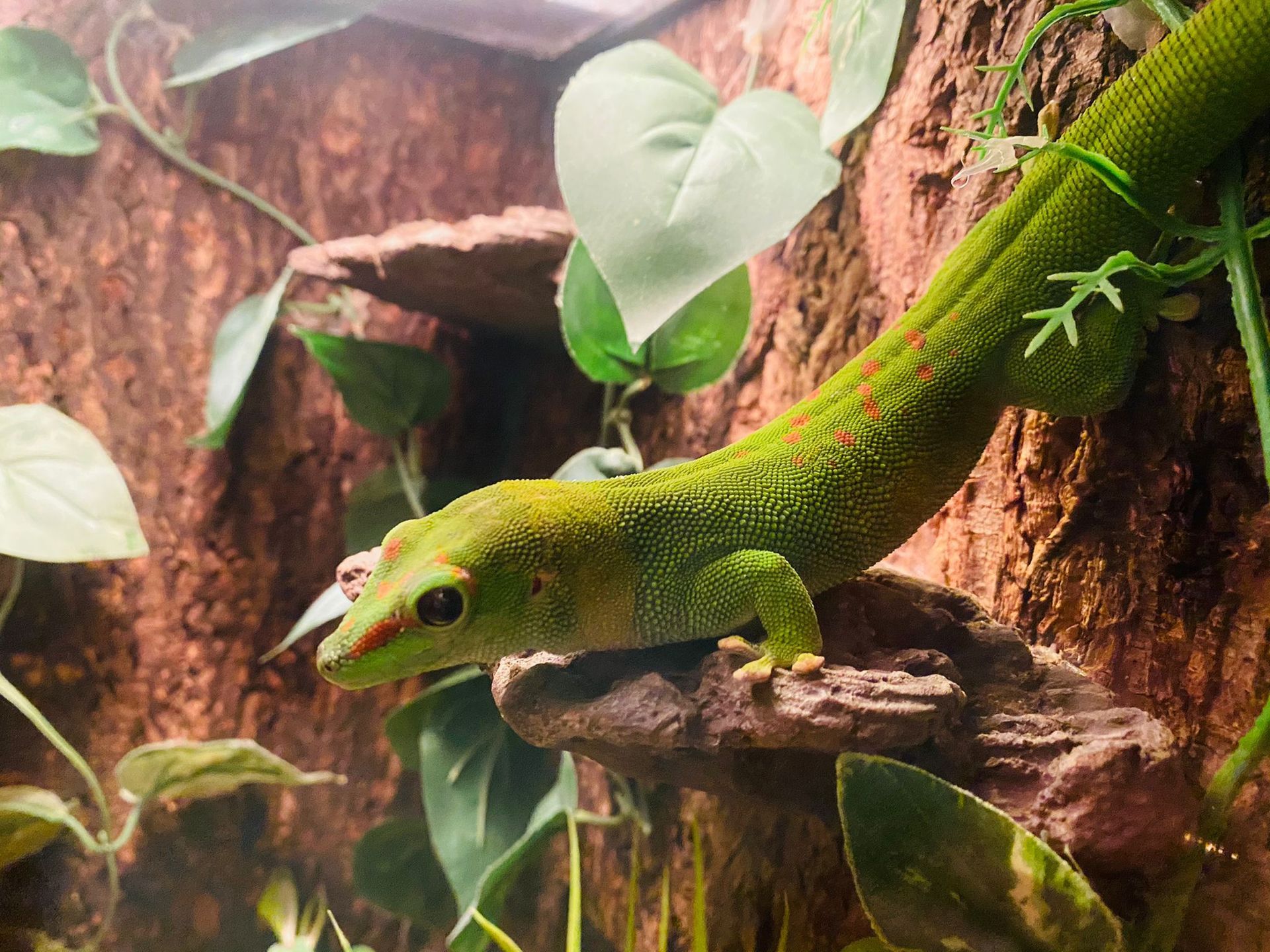 lizard
