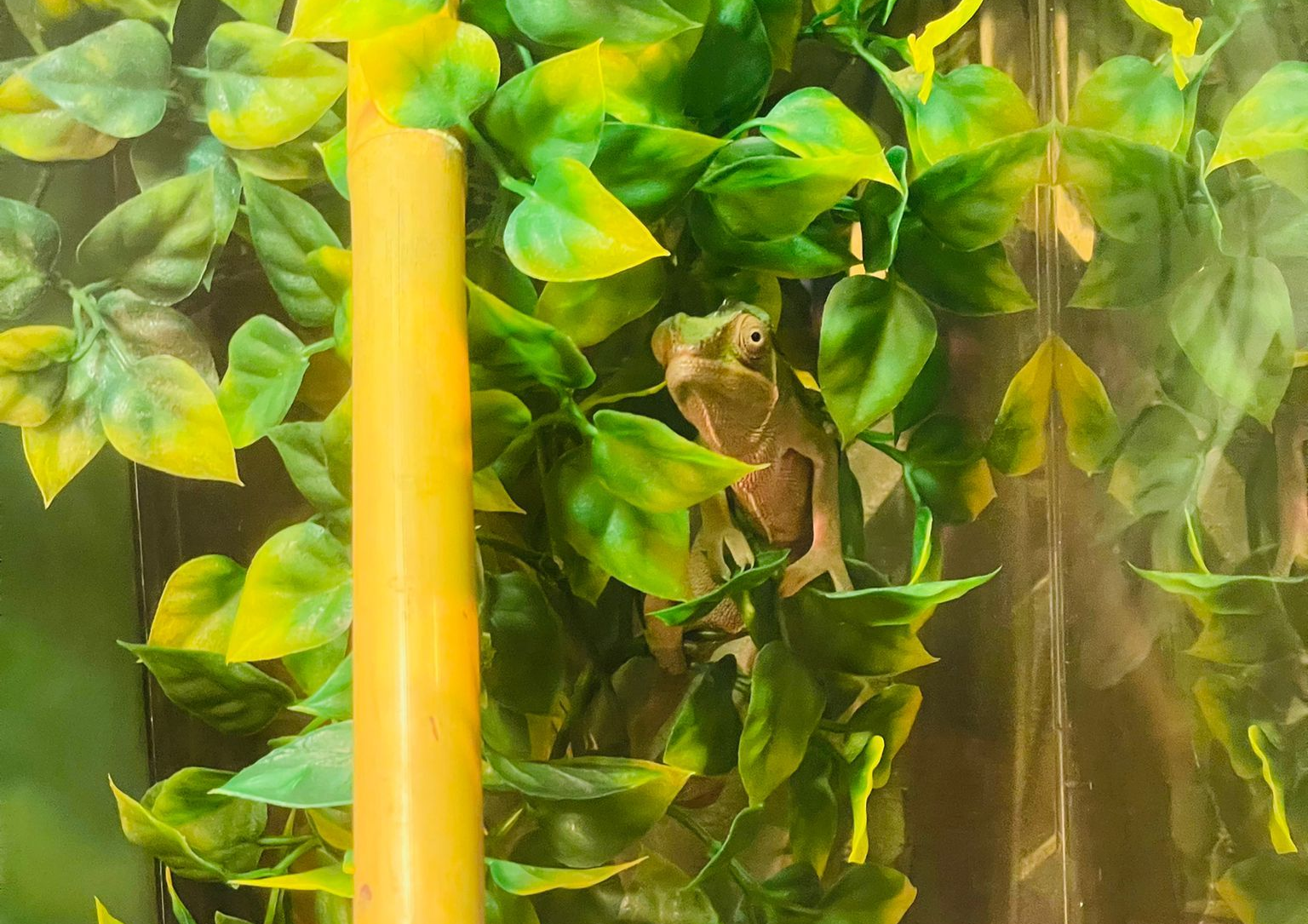chameleon
