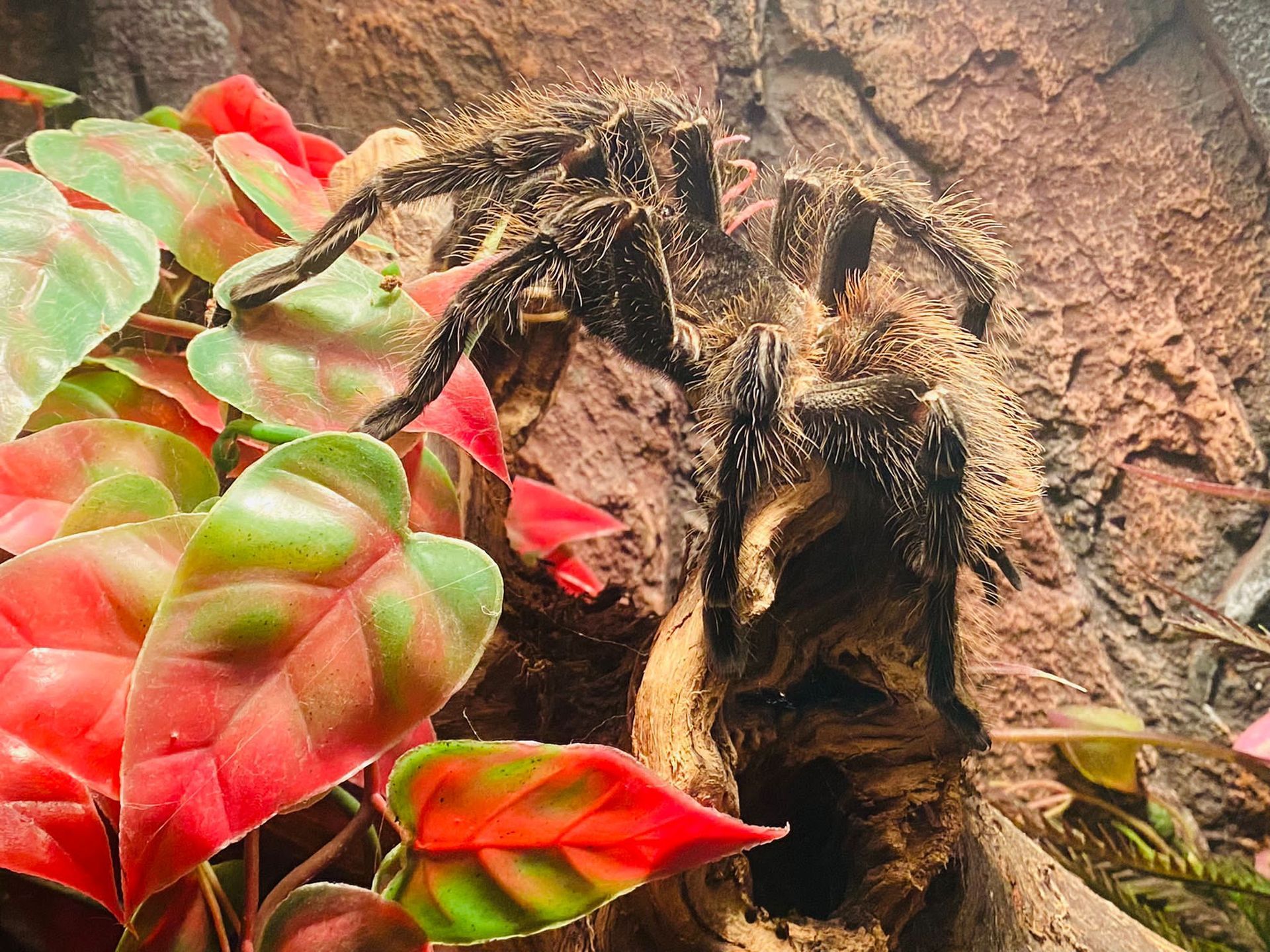 tarantula