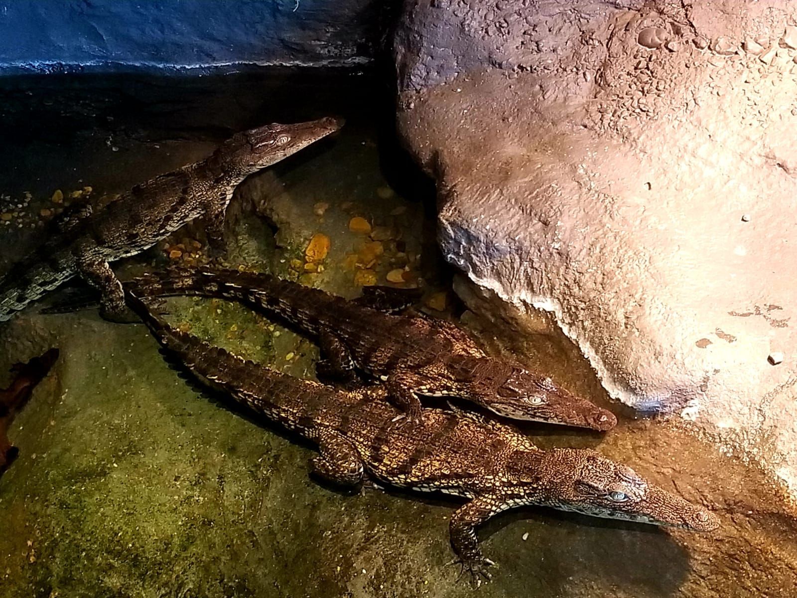 baby alligators