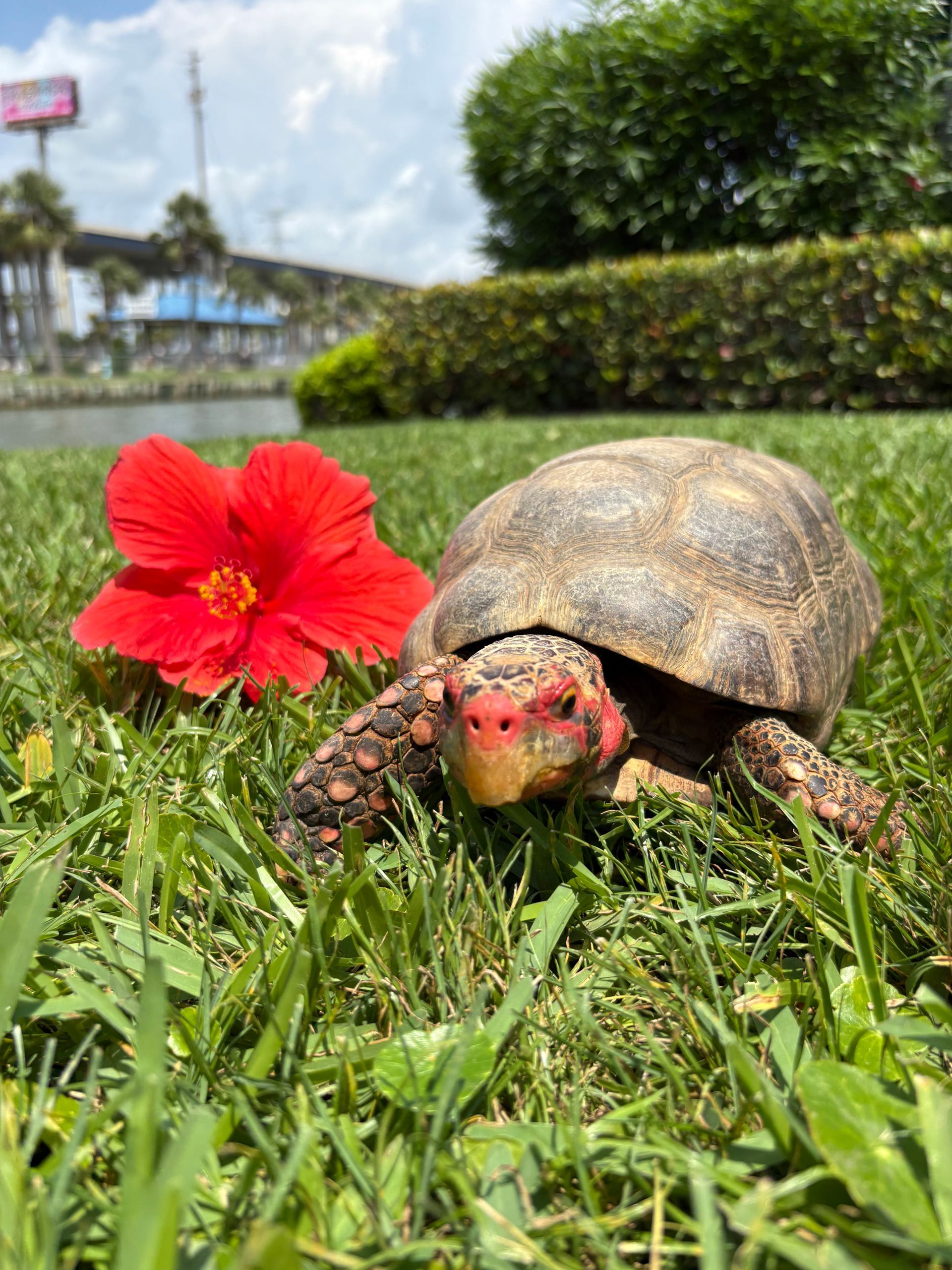 Tortoise with red head and shell next to a red hibiscus flower on green grass.