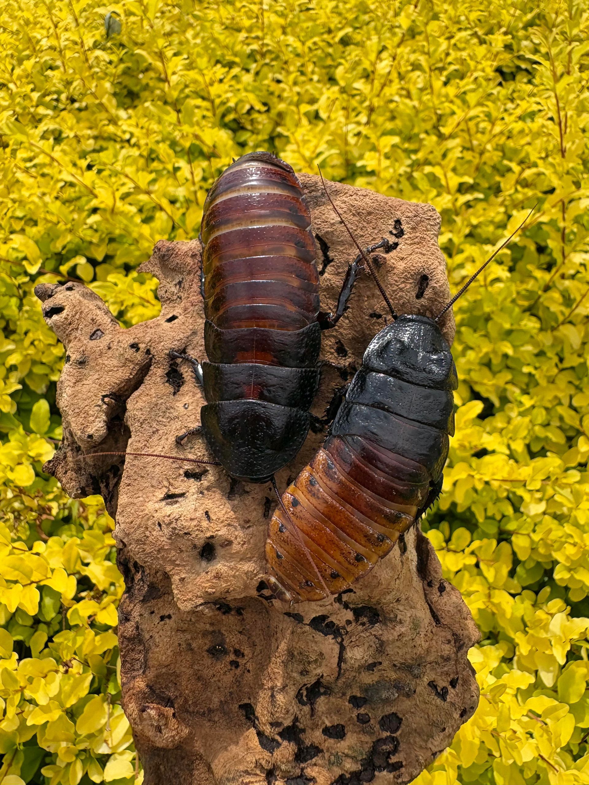 Two Madagascar hissing cockroaches on a piece of wood, surrounded by yellow foliage.