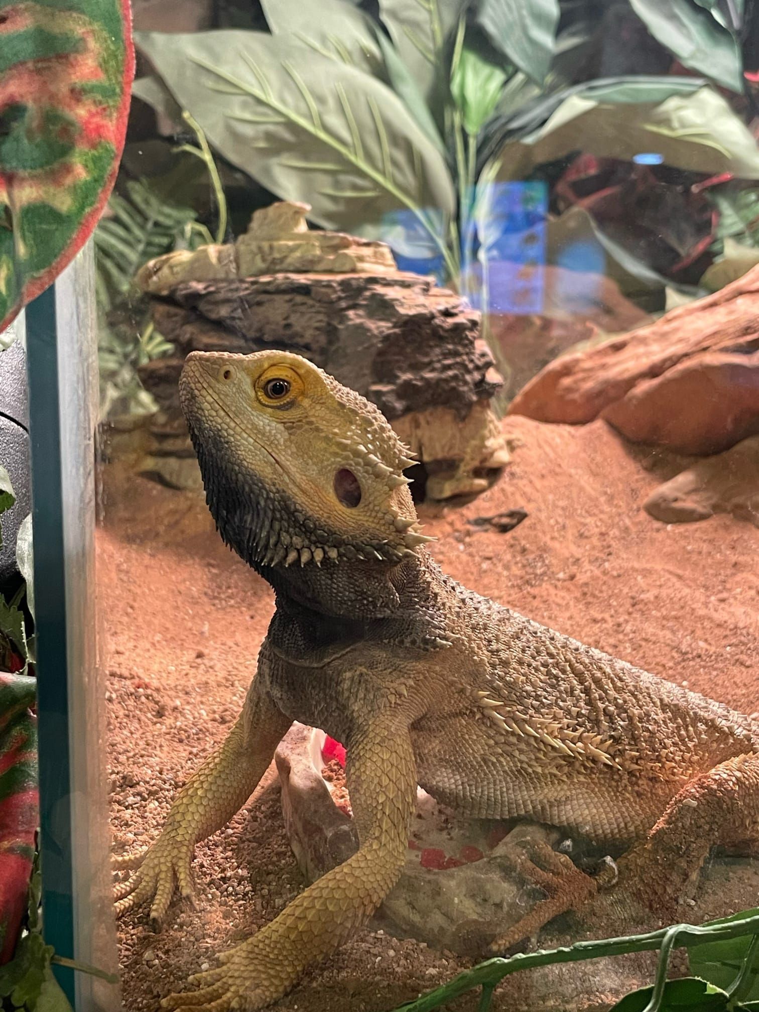 lizard
