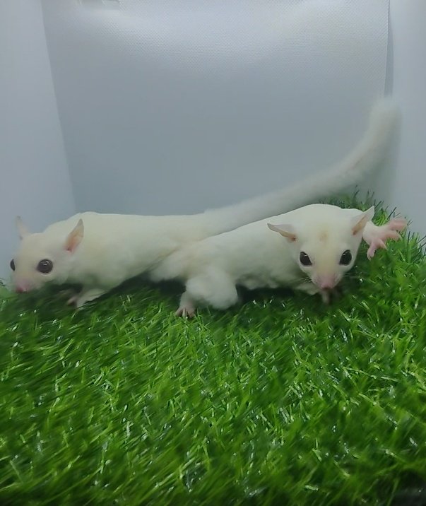 Sugar Glider for sale