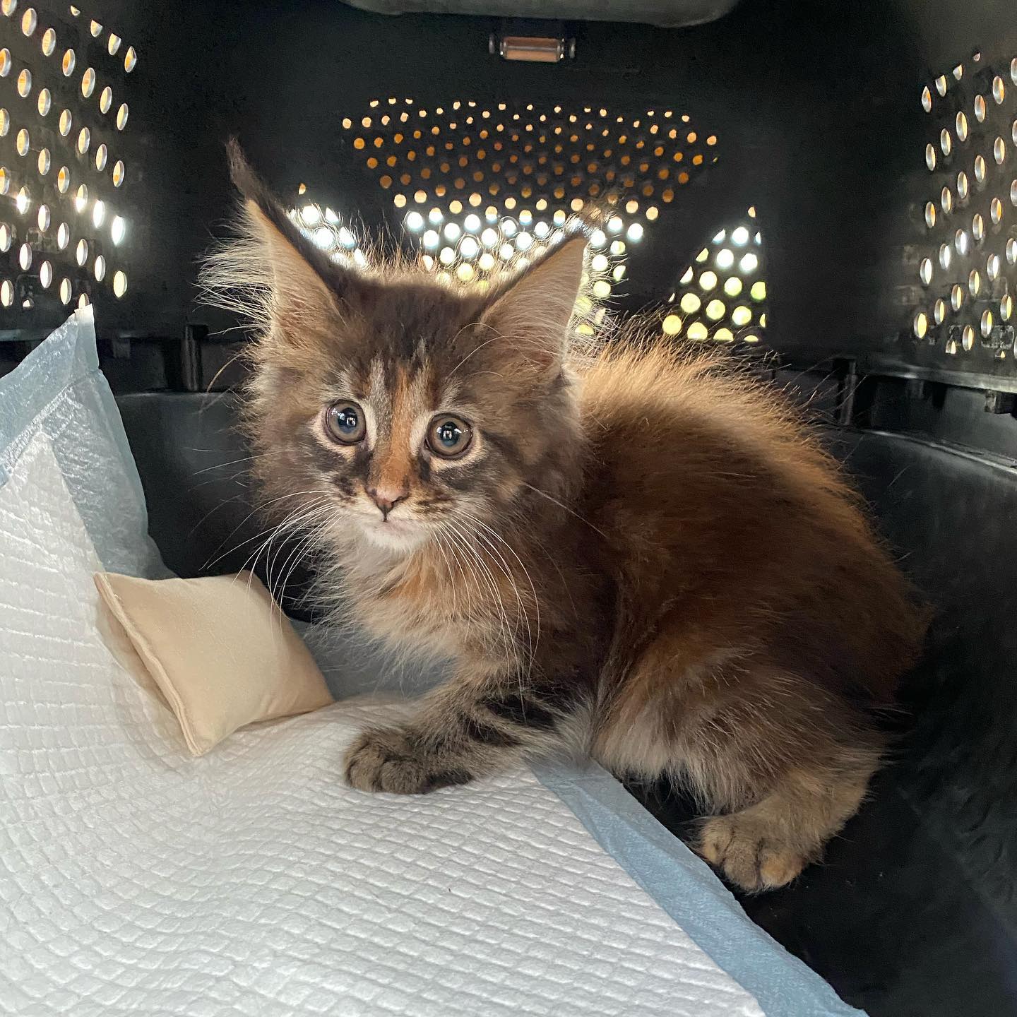 maine coon kittens for sale