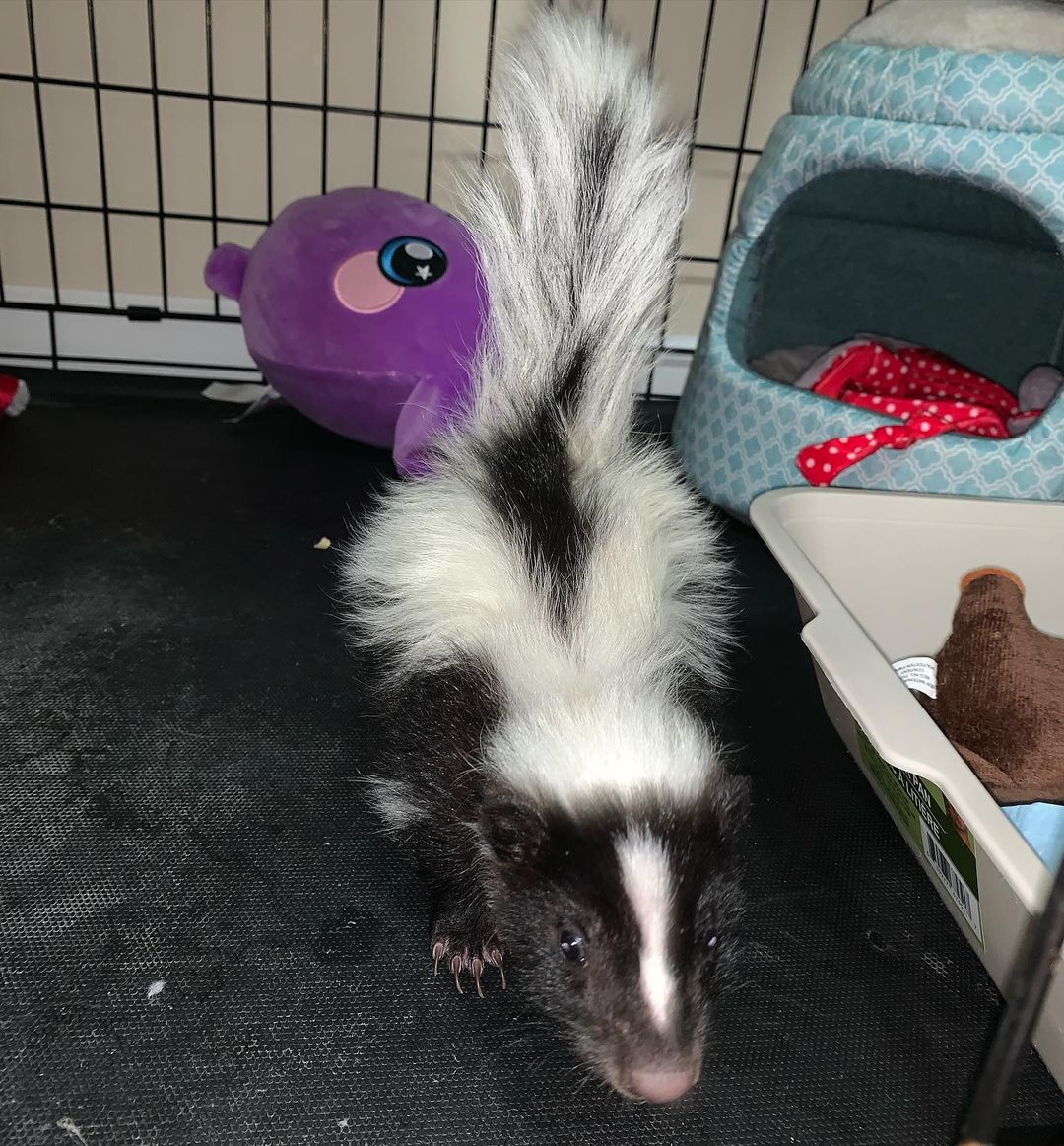skunks for sale